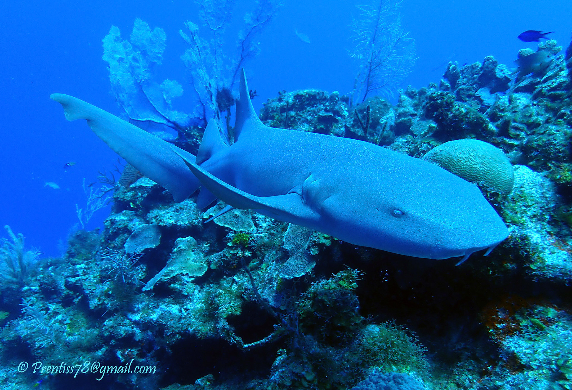 Nurse Shark