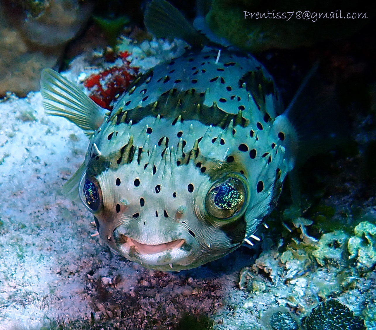 Balloonfish