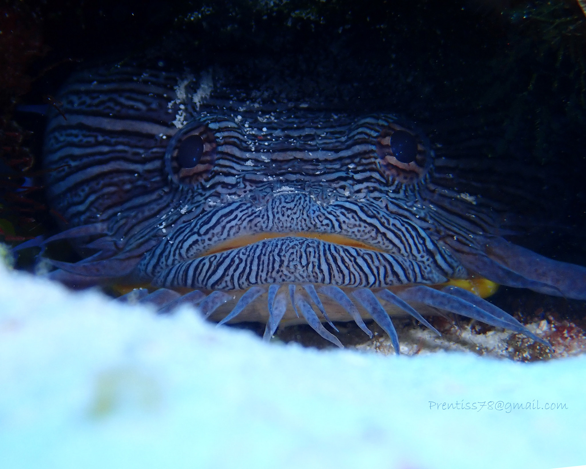 Splendid Toadfish