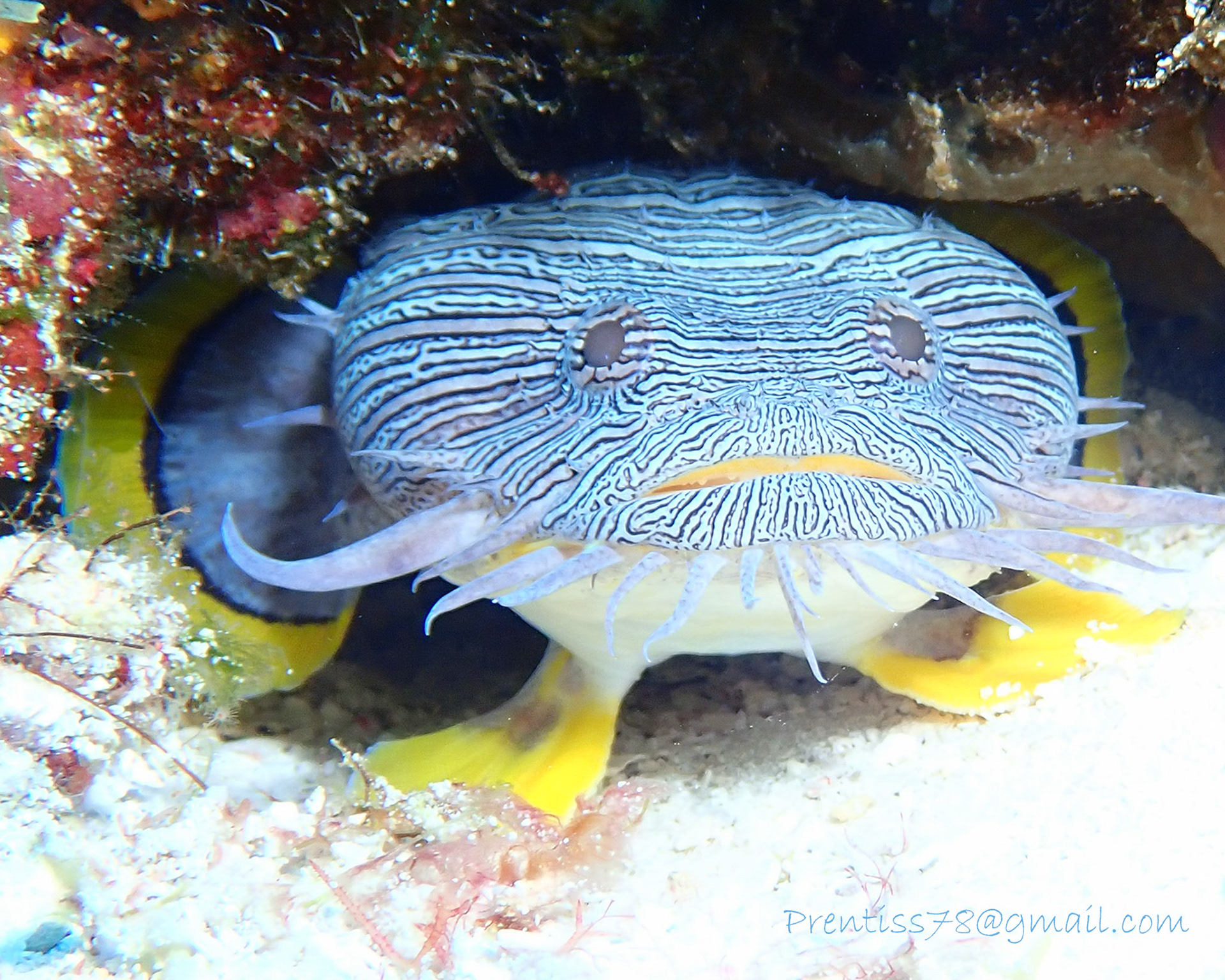 Splendid Toadfish