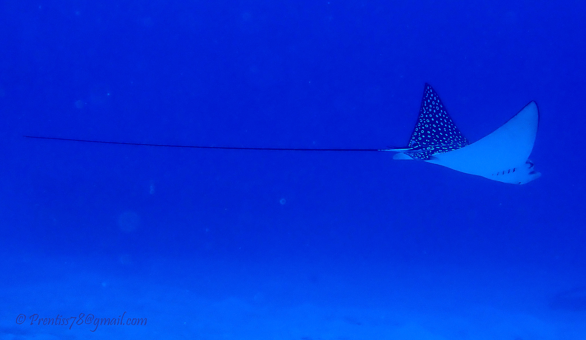 Spotted Eagleray