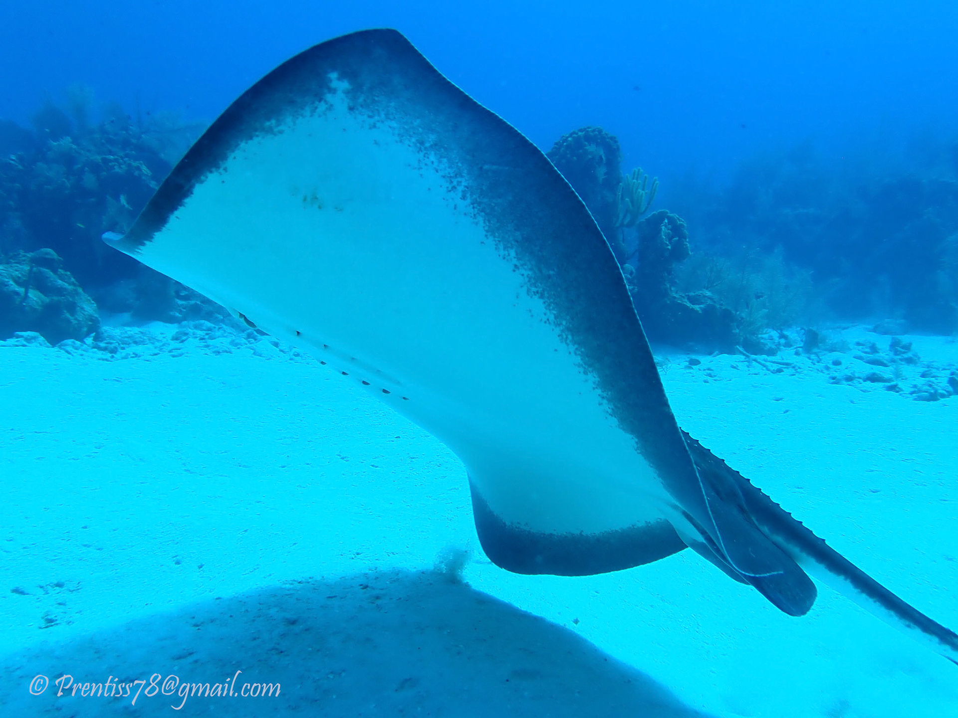 Southern Stingray