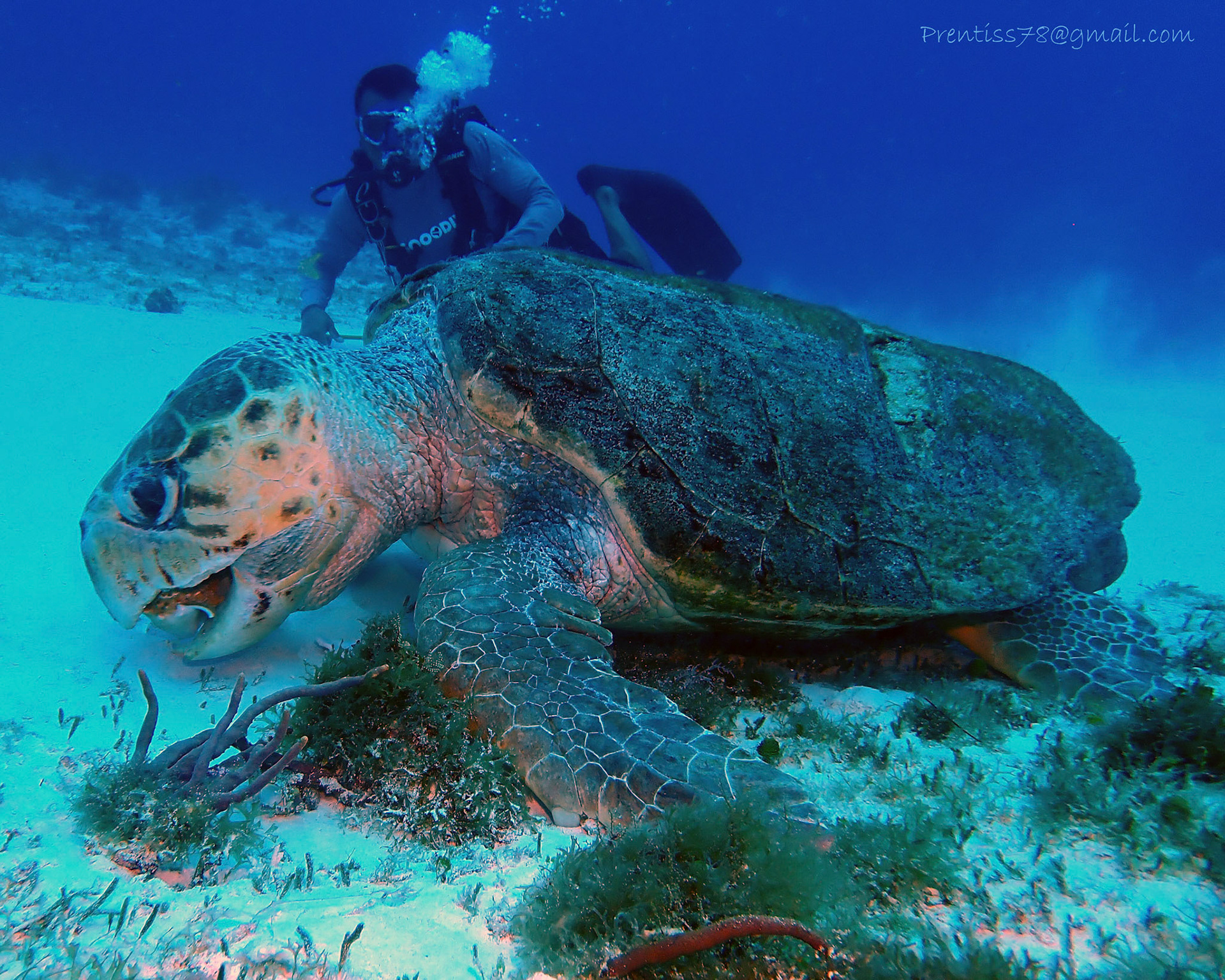 Loggerhead Turtle