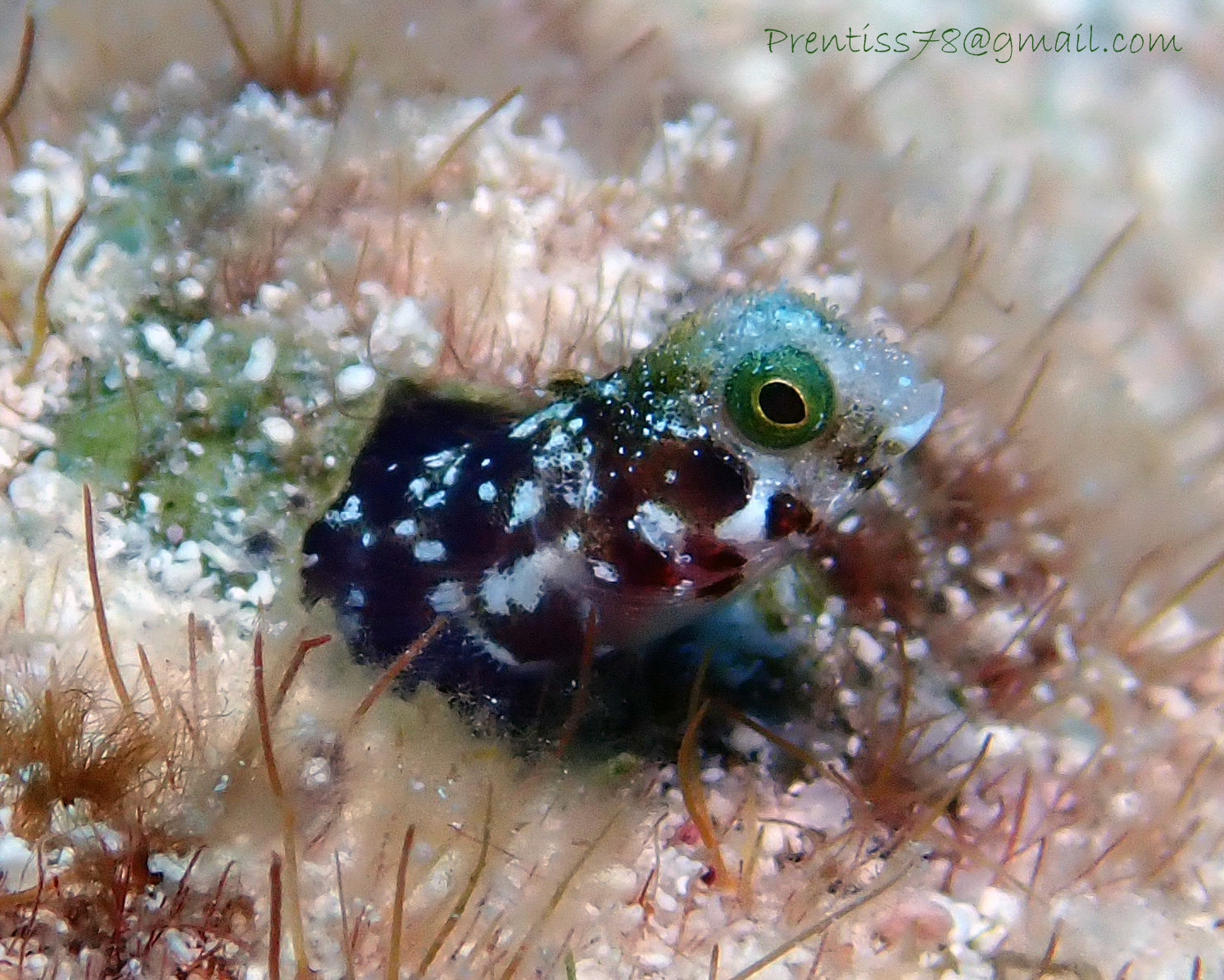 Spinyhead Blenny