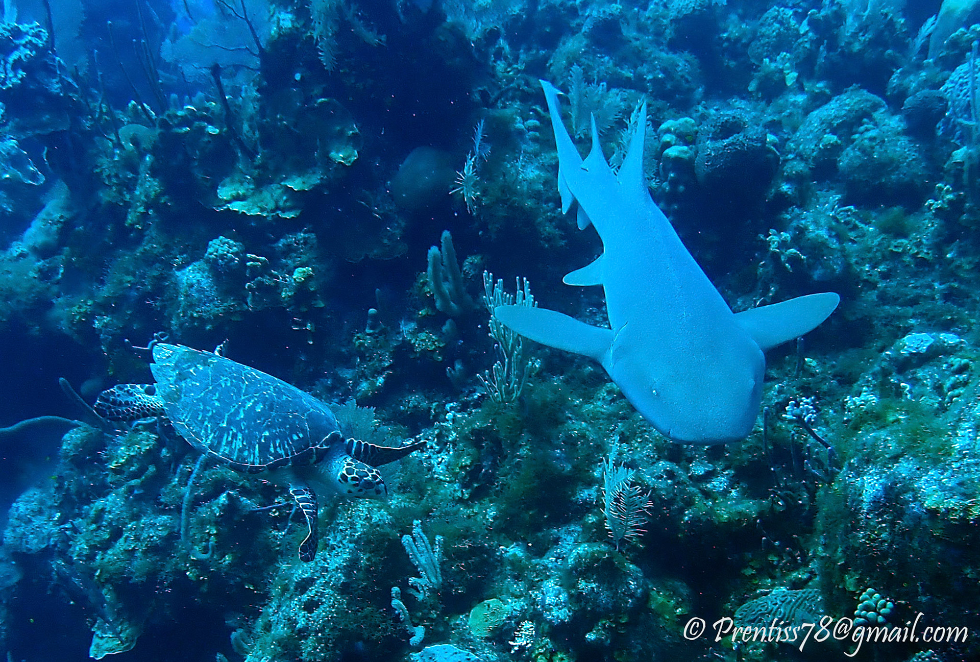 Nurse Shark and Hawksbill Turtle