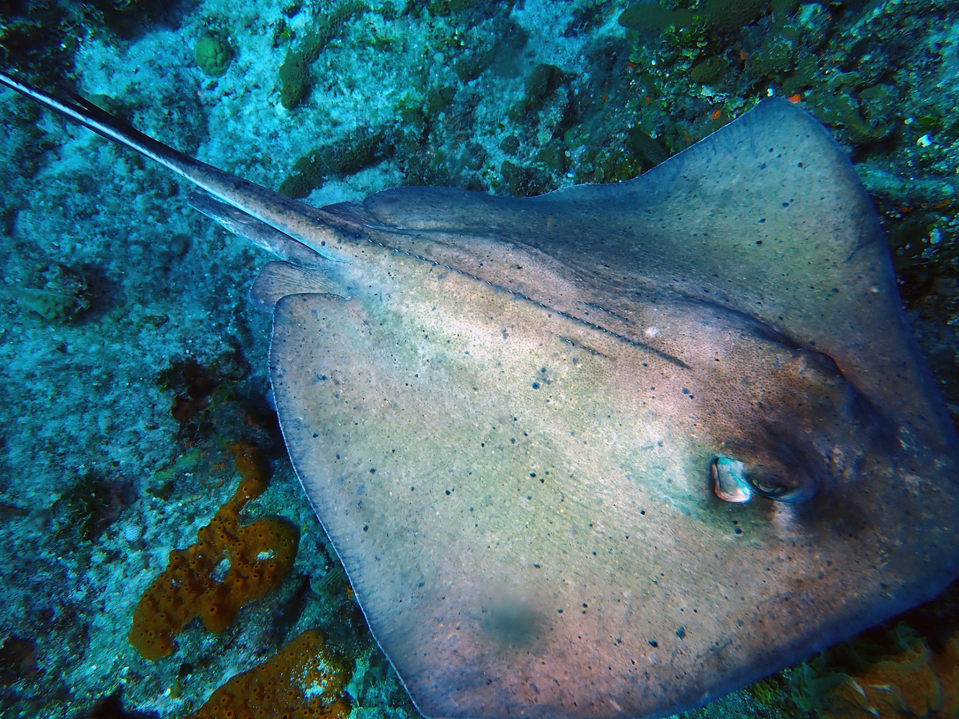 Southern Stingray