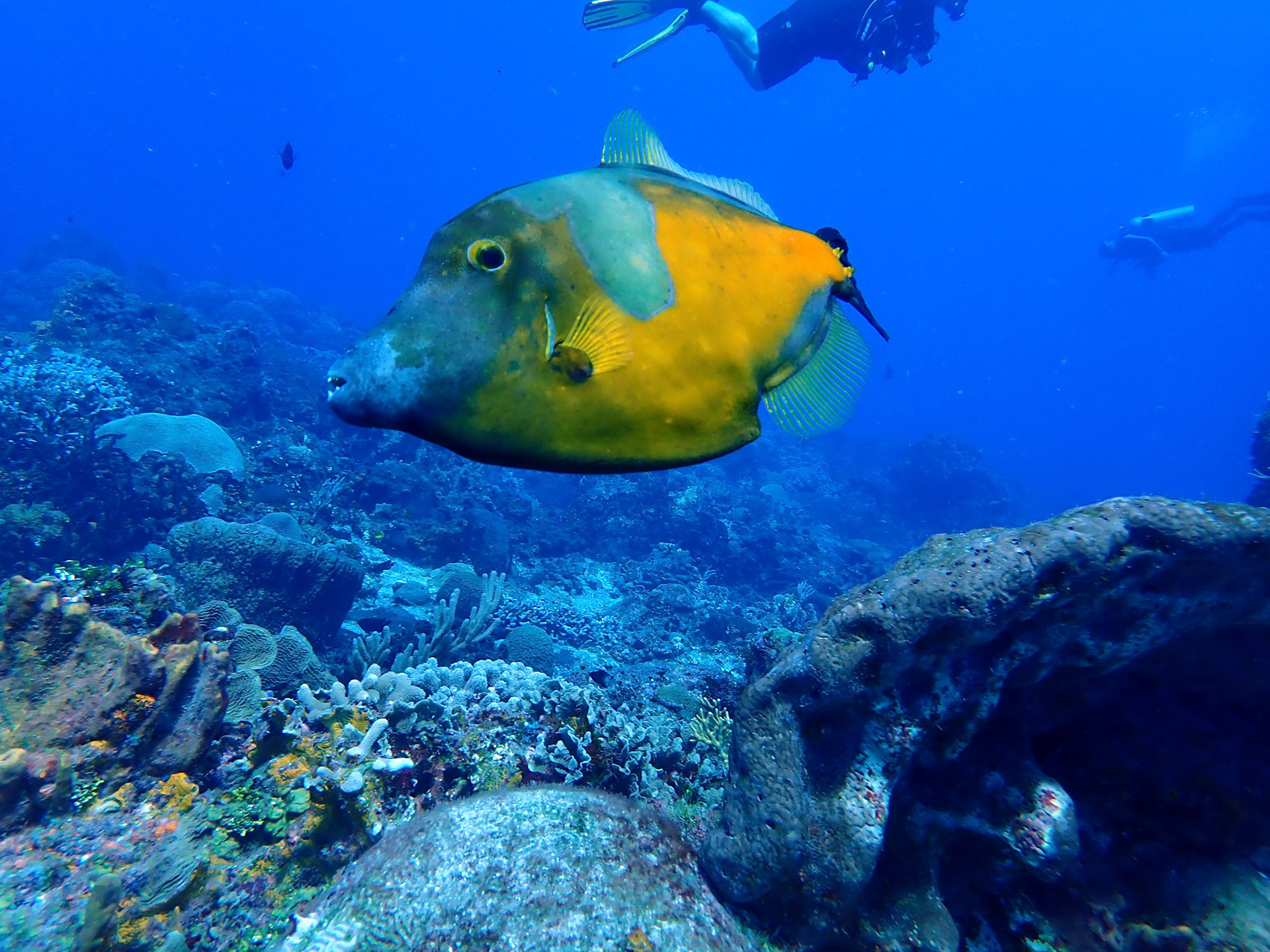 White Spotted Filefish