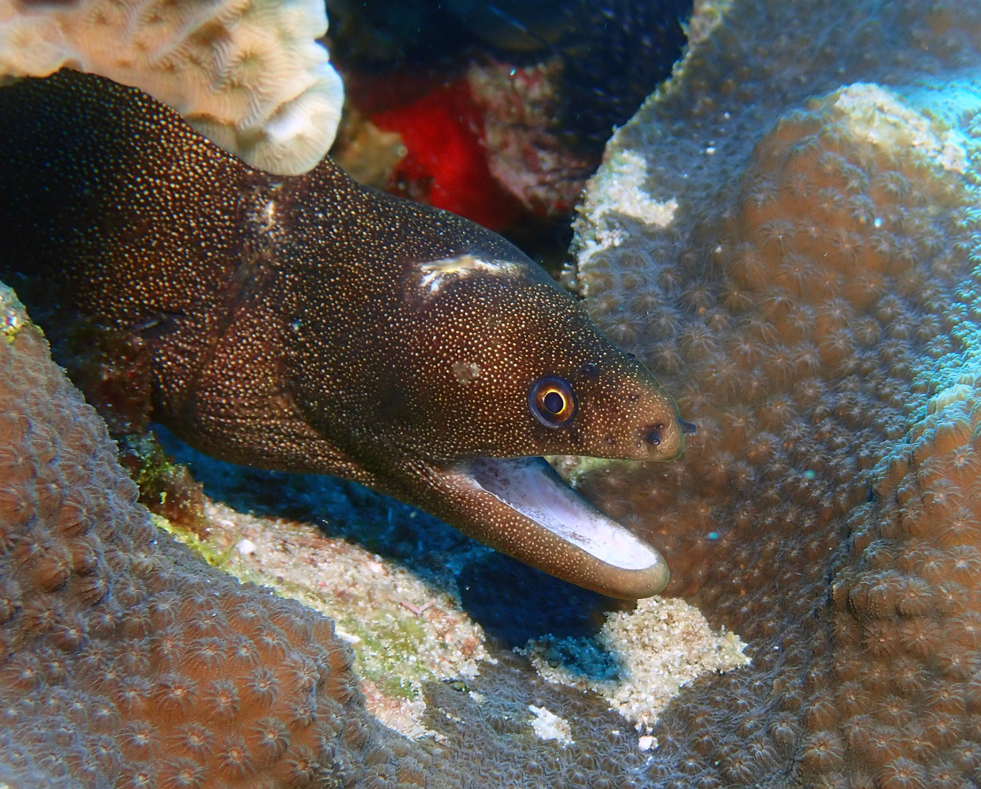 Goldentail Eel