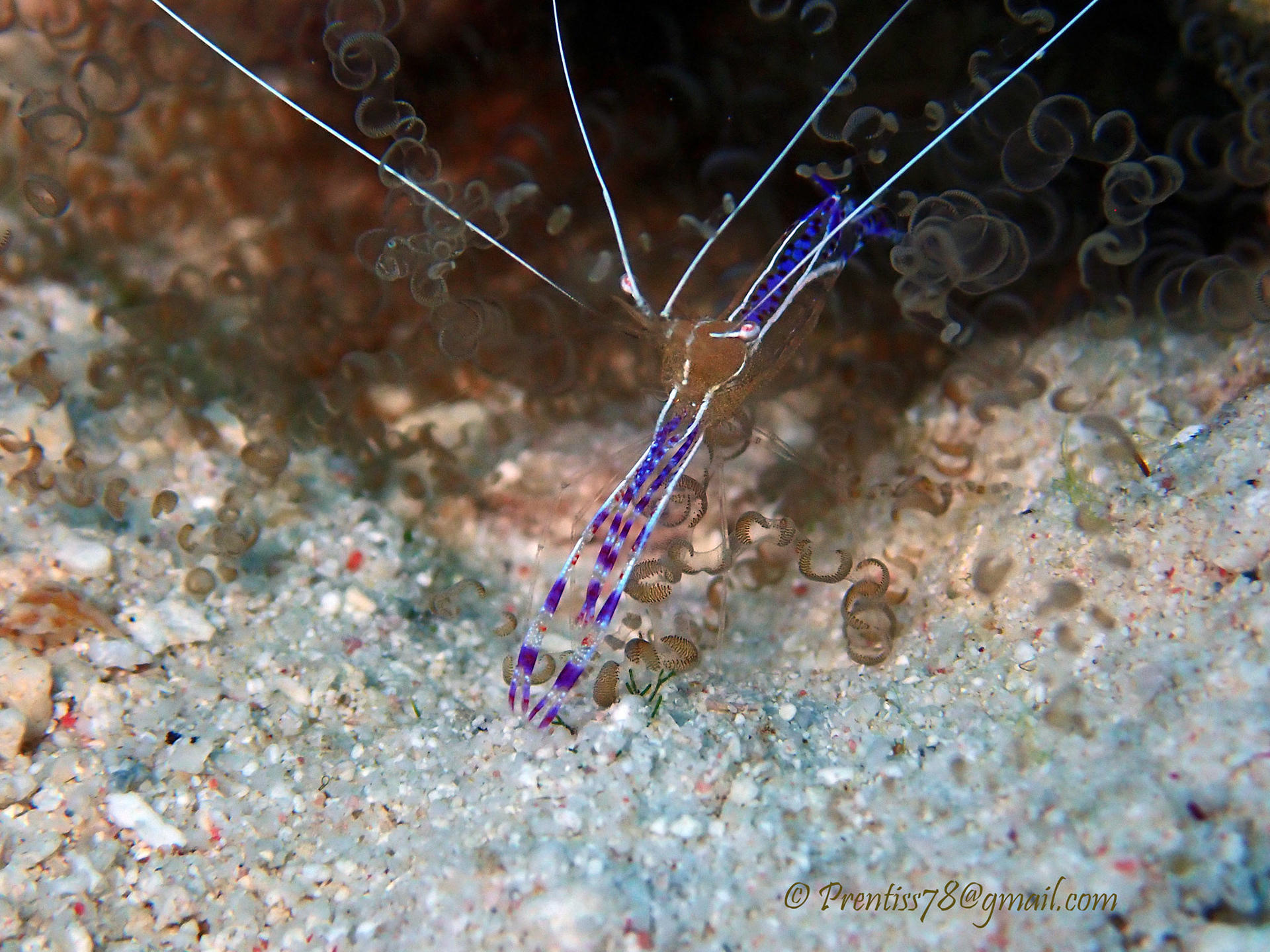 Banded Shrimp