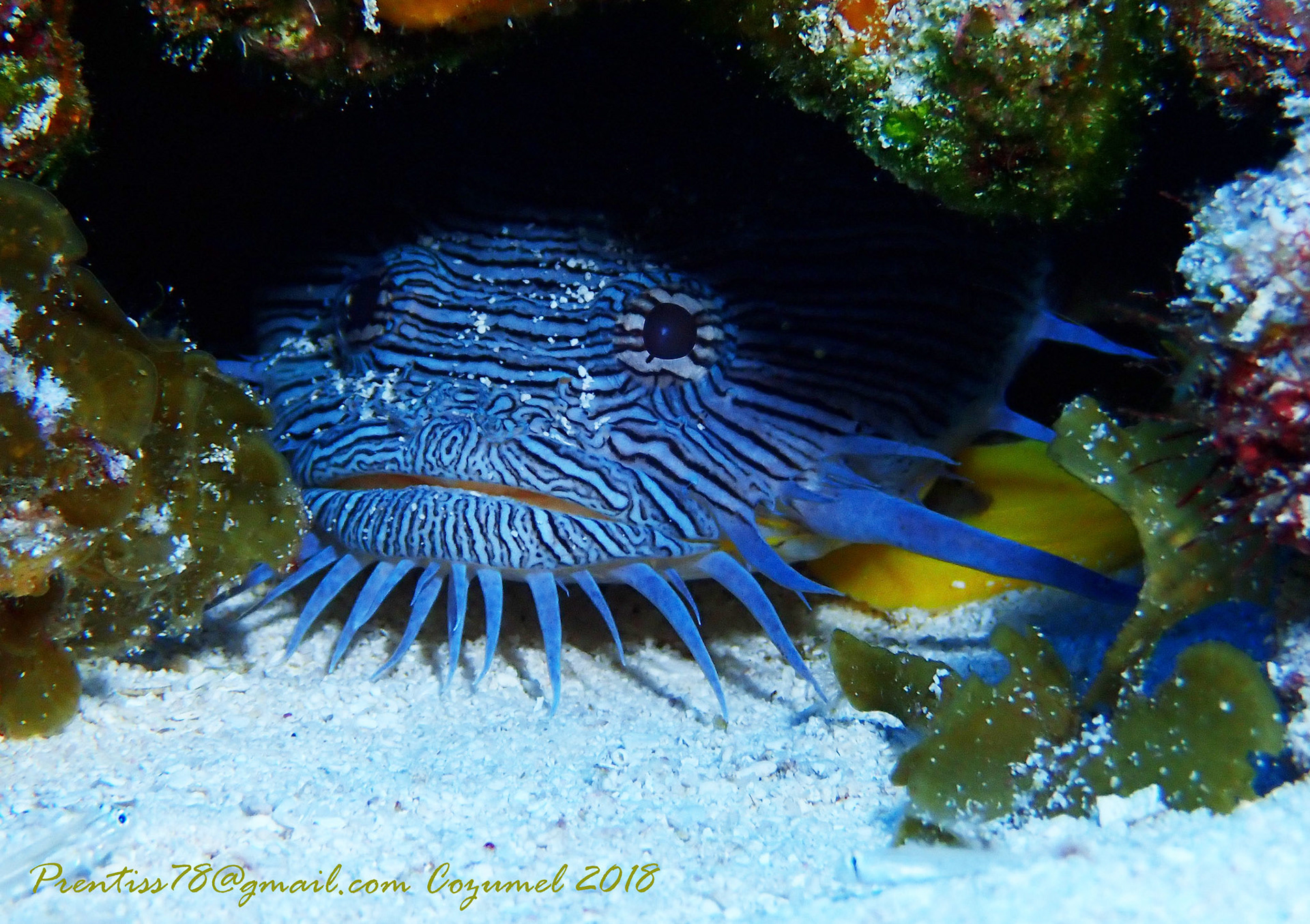 Splendid Toadfish