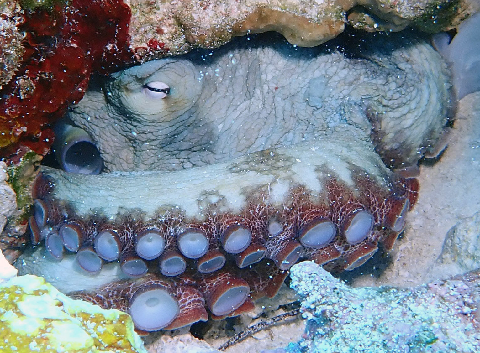Sleeping Octopus
