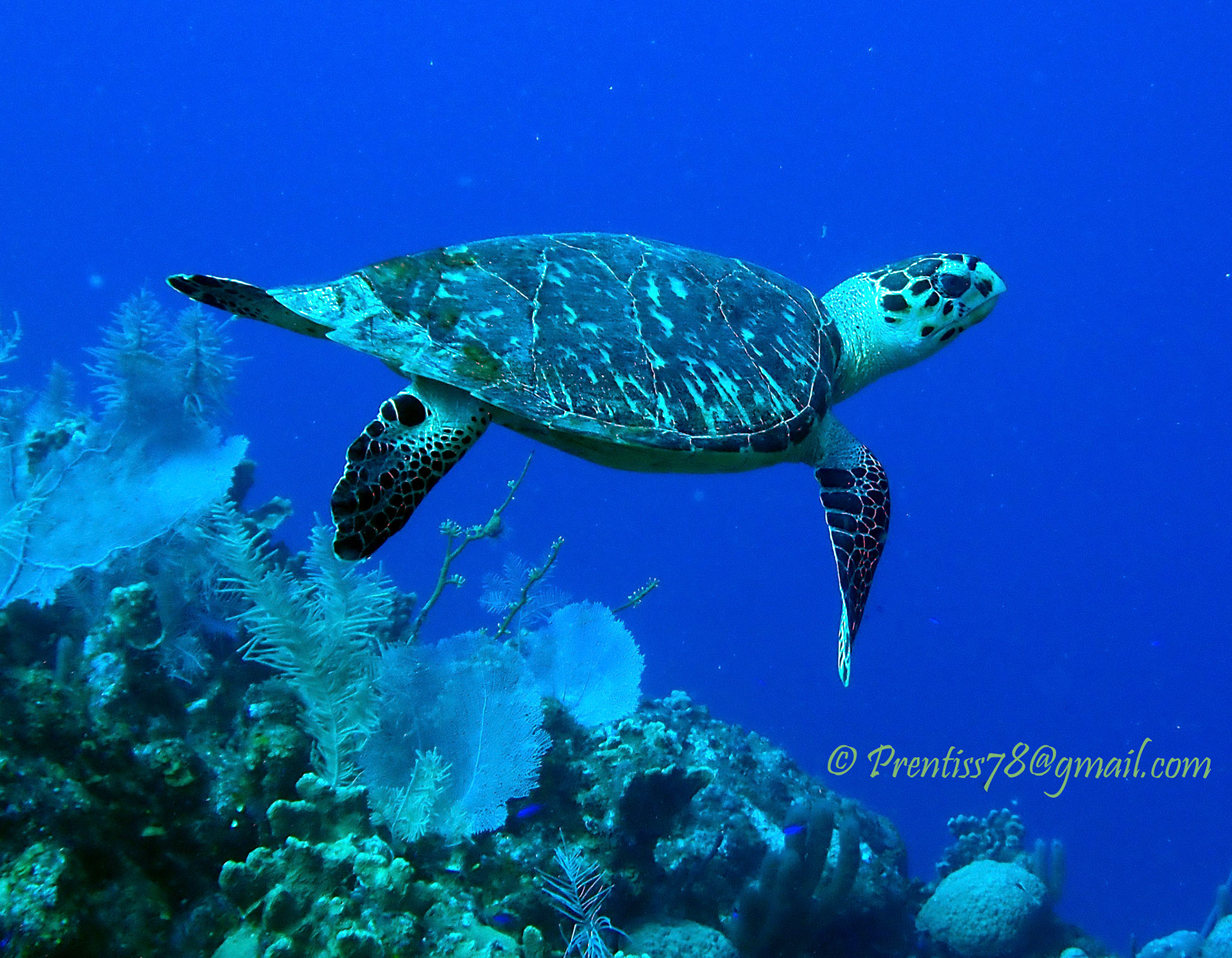 Hawksbill Turtle