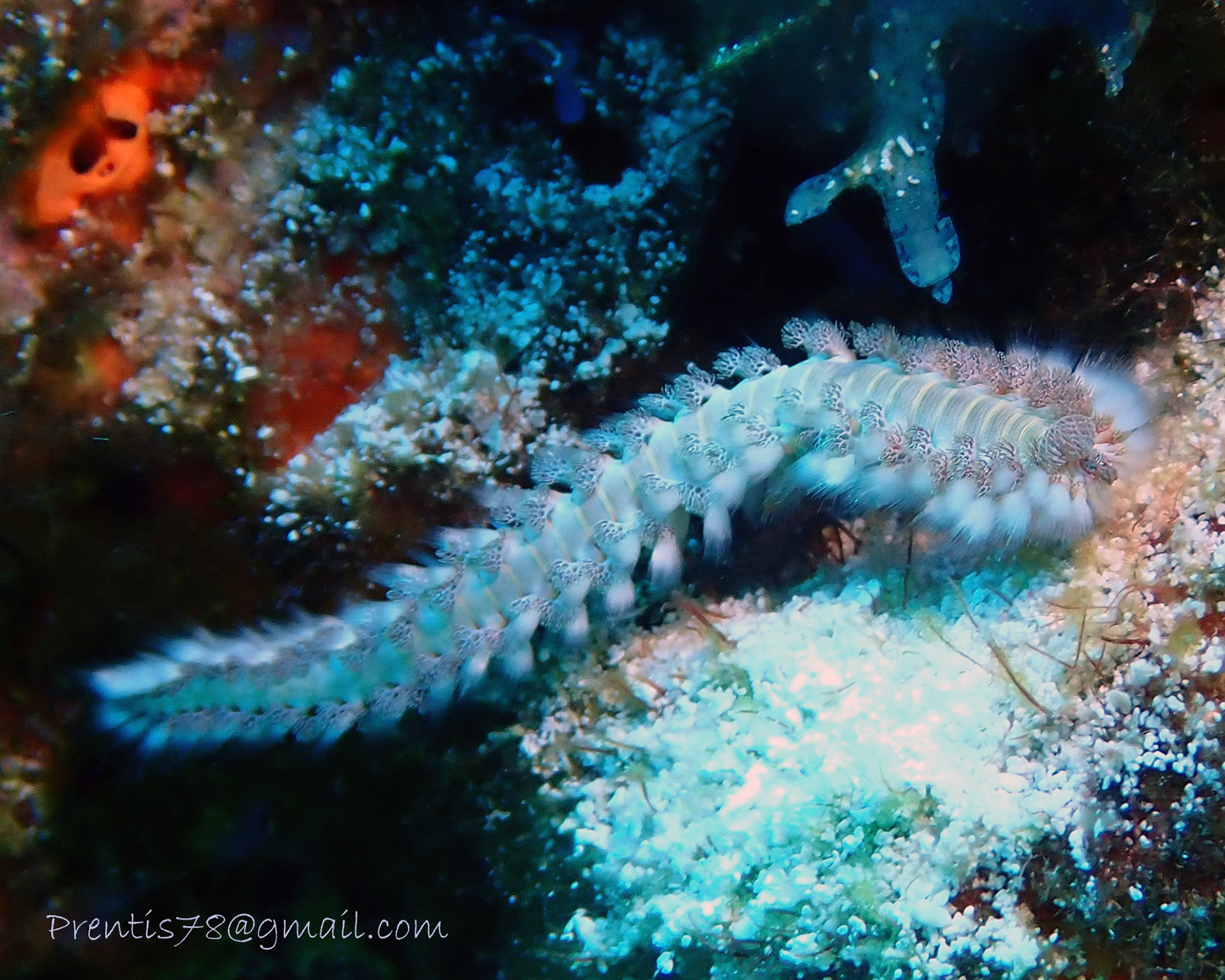 Bearded Fireworm