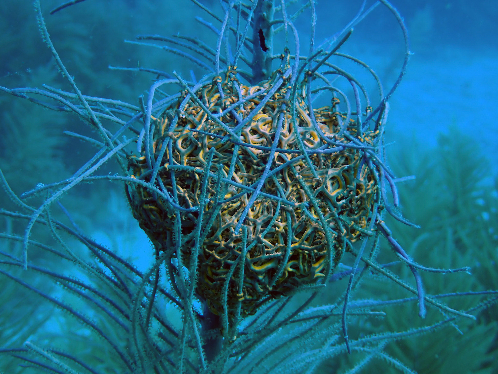 Sleeping Basket Star