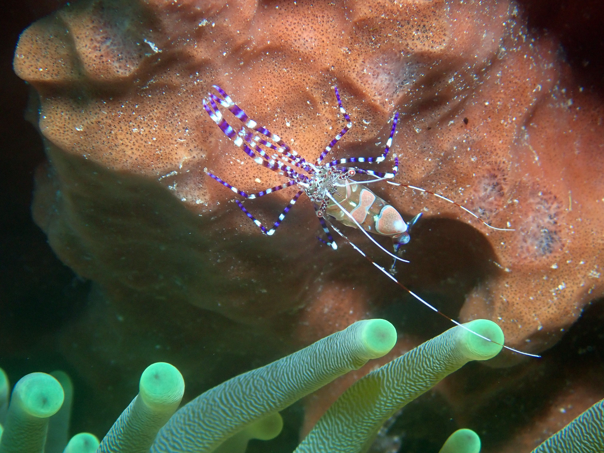 Banded Shrimp