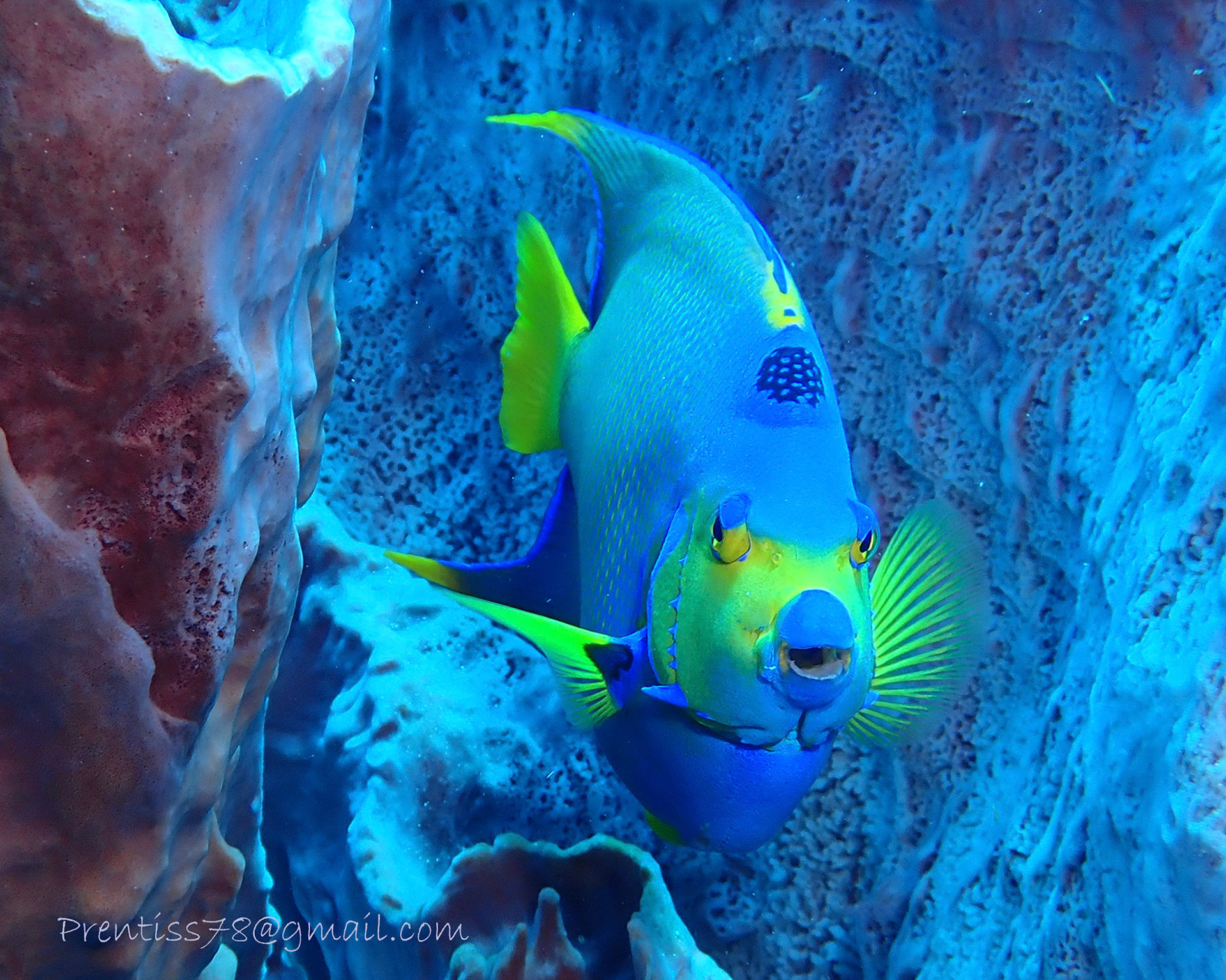 Queen Angelfish
