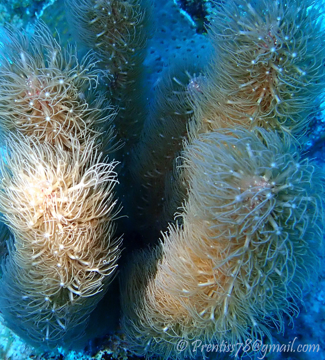 Soft Coral
