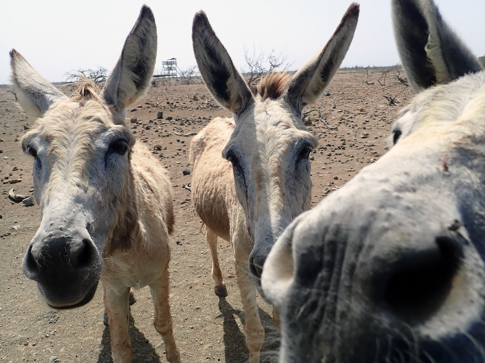 Bonaire Donkeys