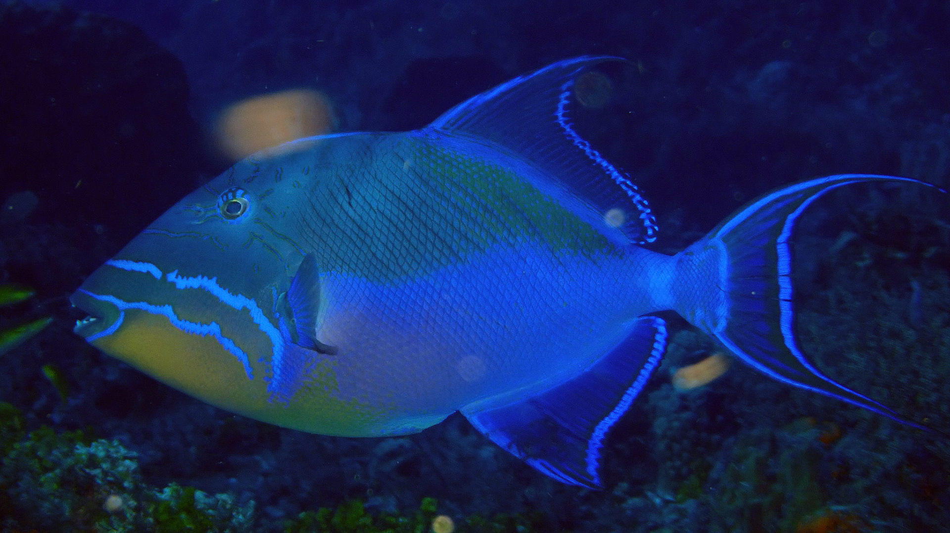 Queen Triggerfish