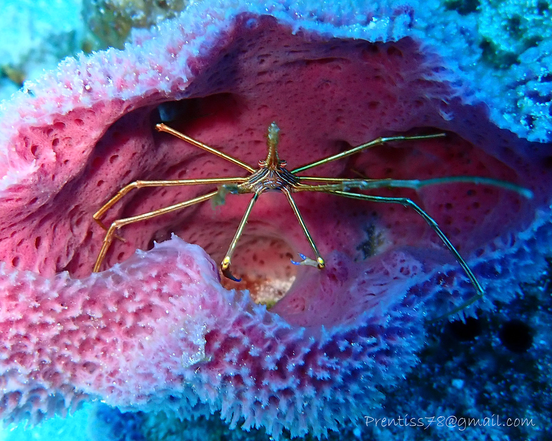 Yellowline Arrow Crab