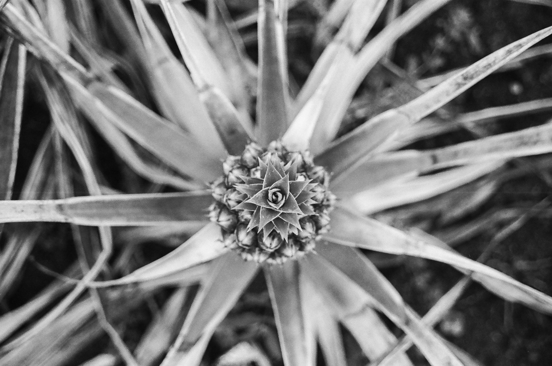 Hawaii - ILFORD Delta 400