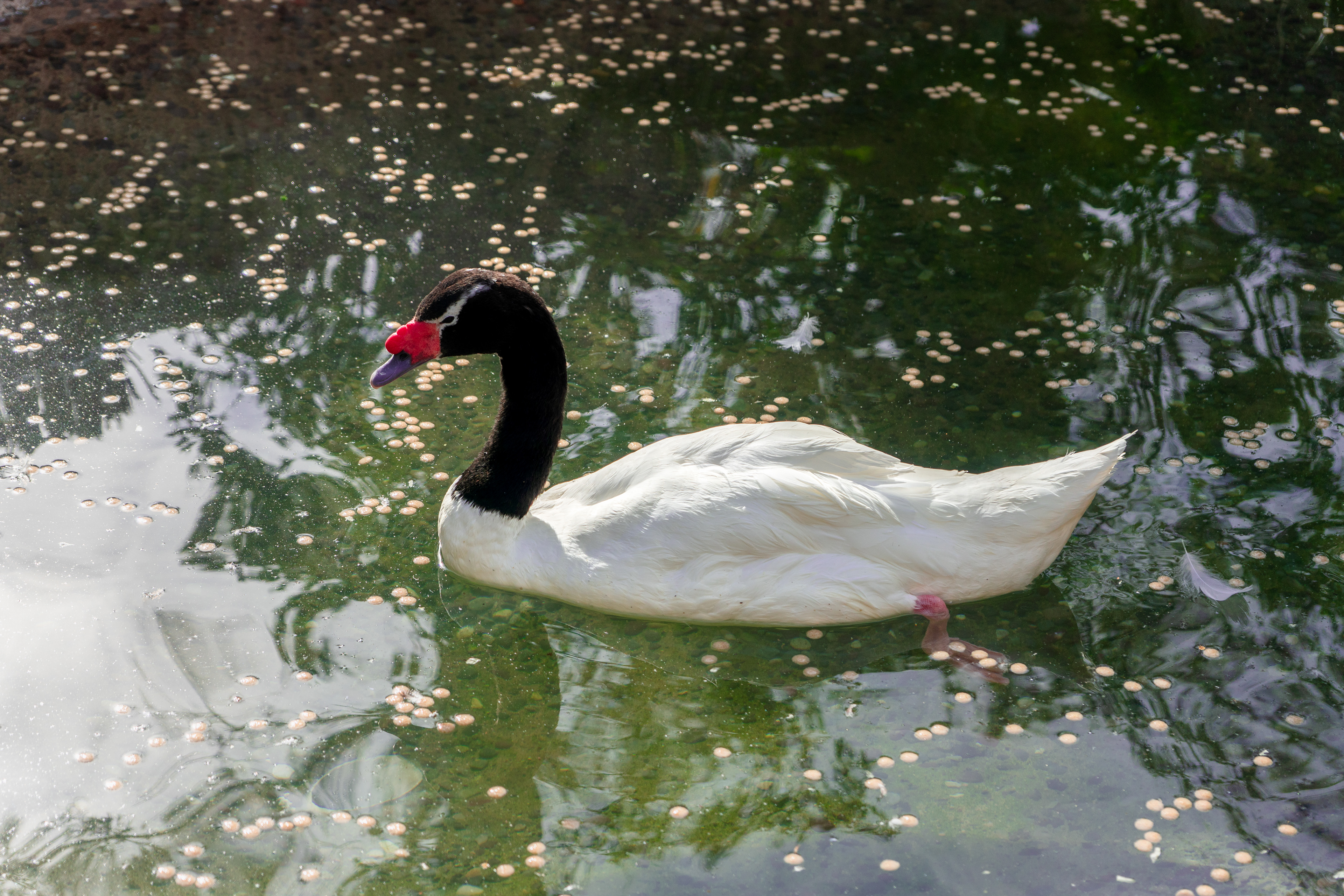 Cygnus melancoryphus