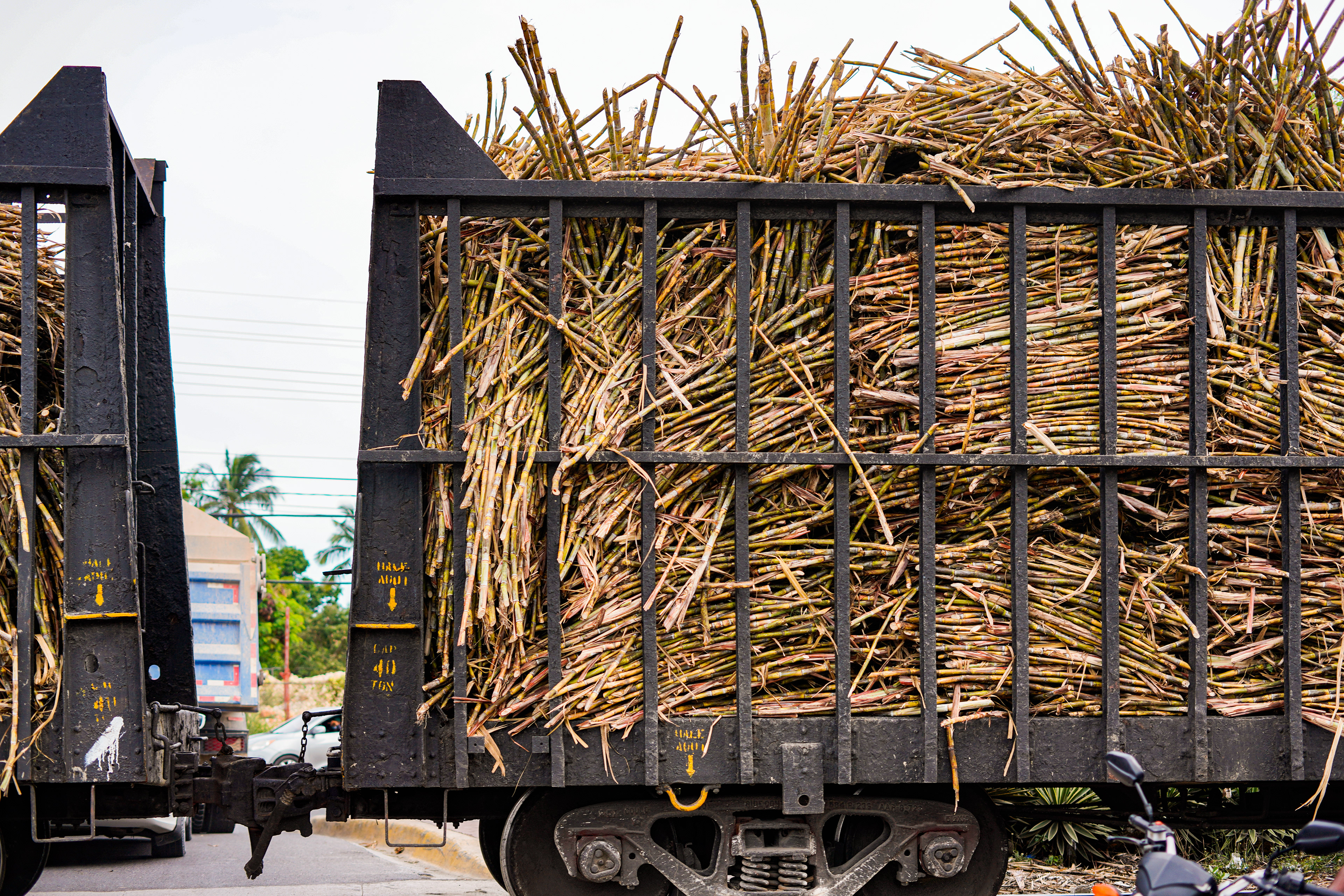 Sugar Cane