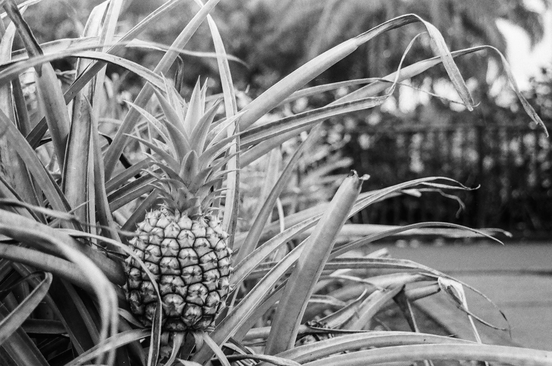 Hawaii - ILFORD Delta 400