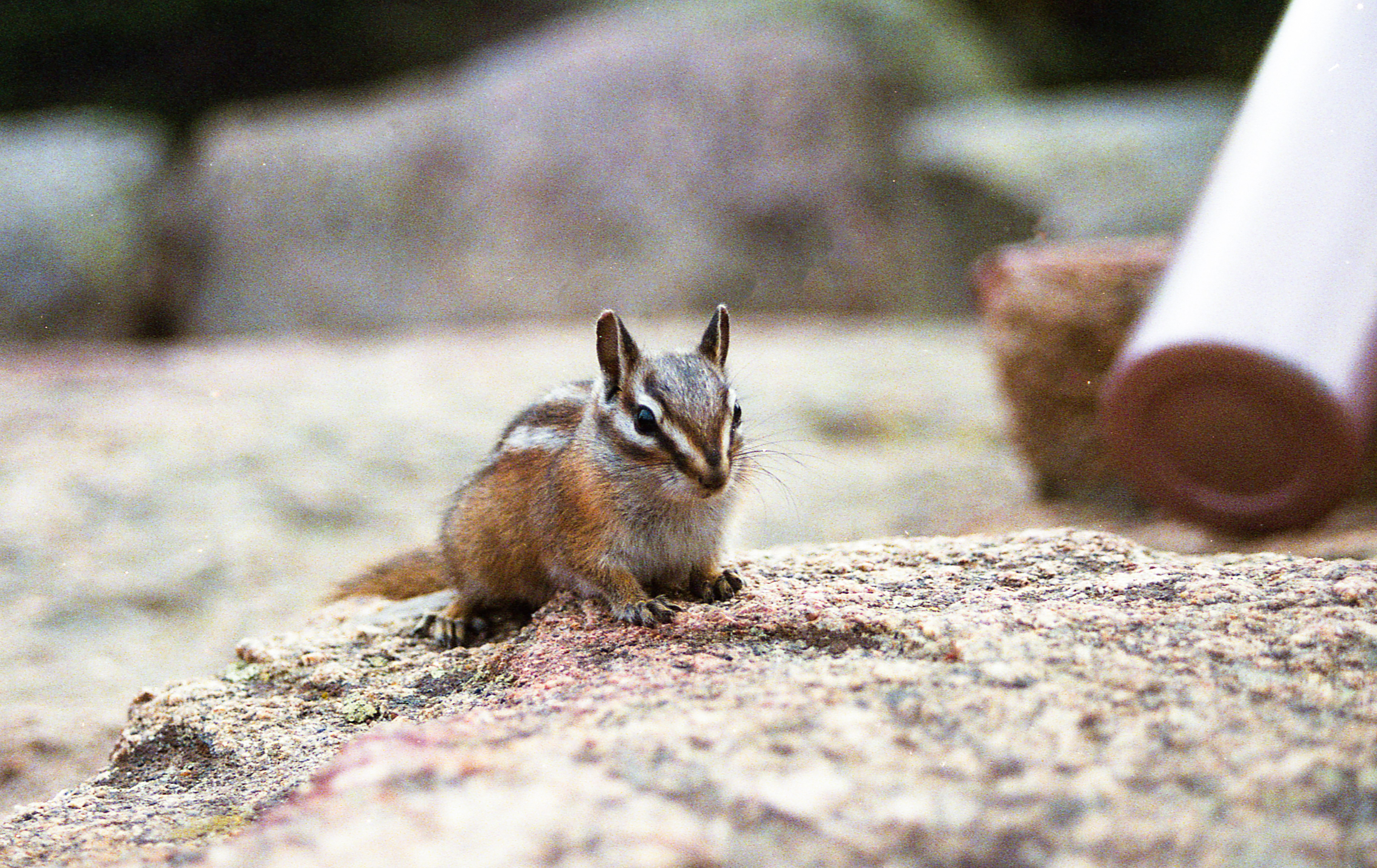 Colorado - Kodak GC400