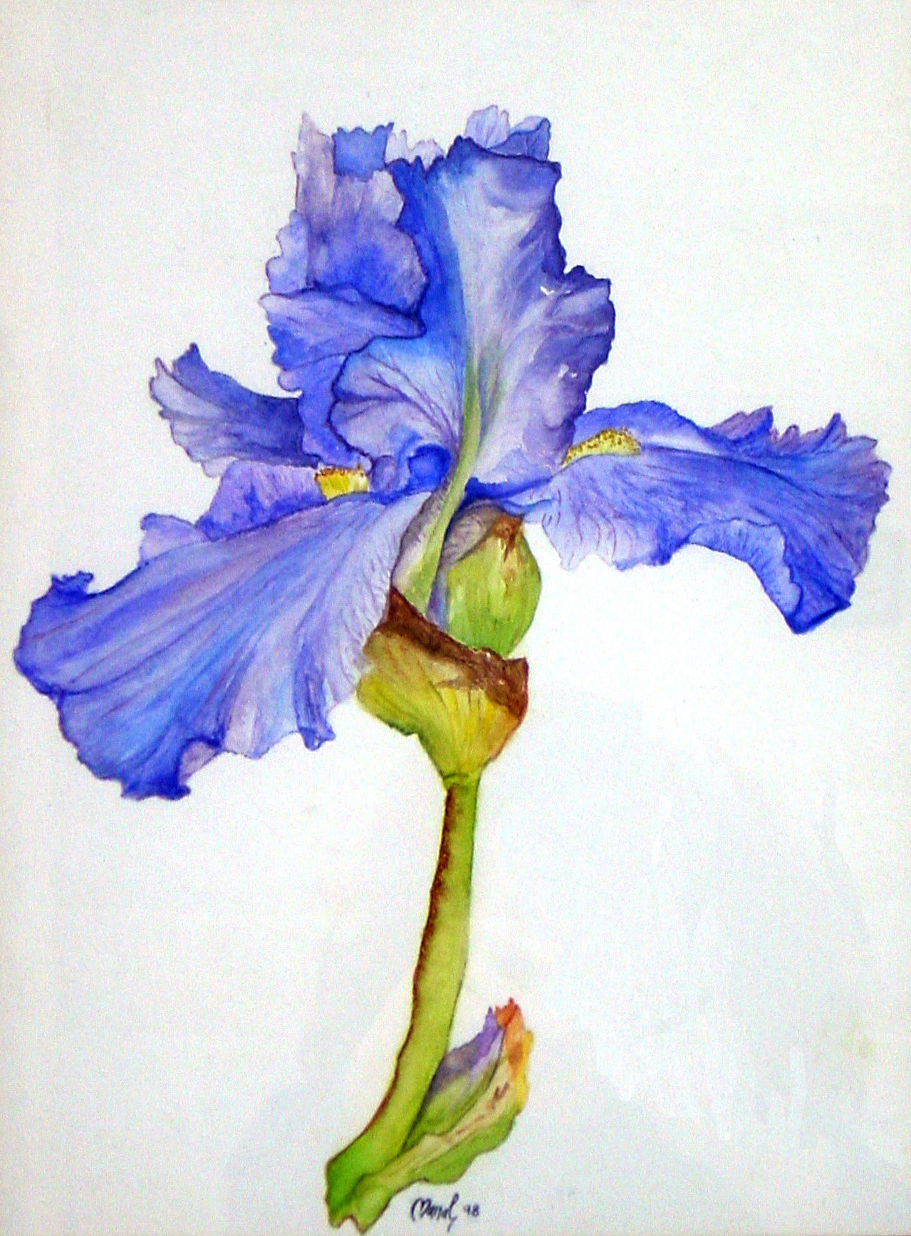 Iris
