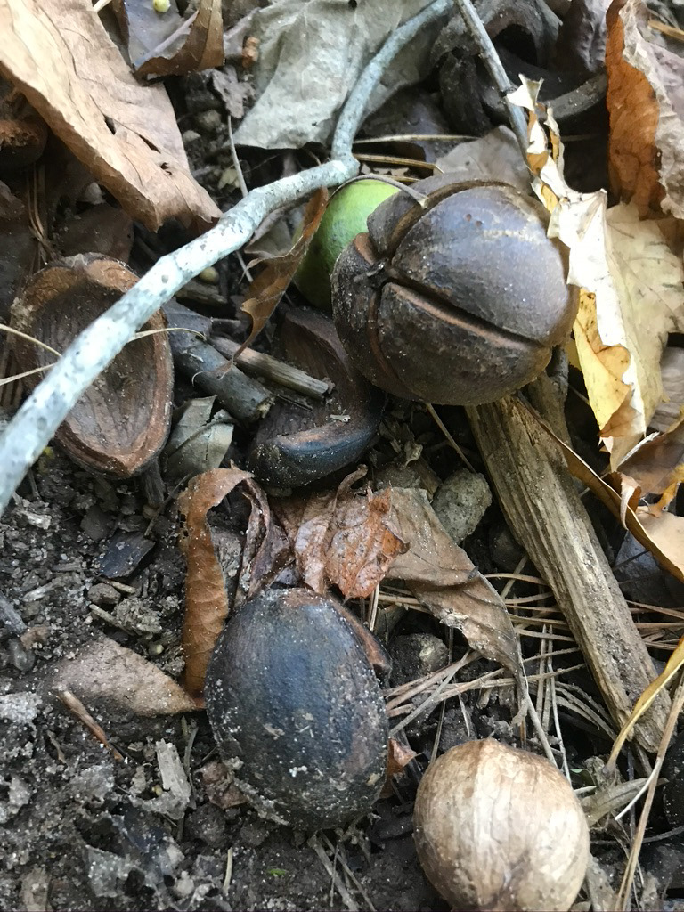 Acorn