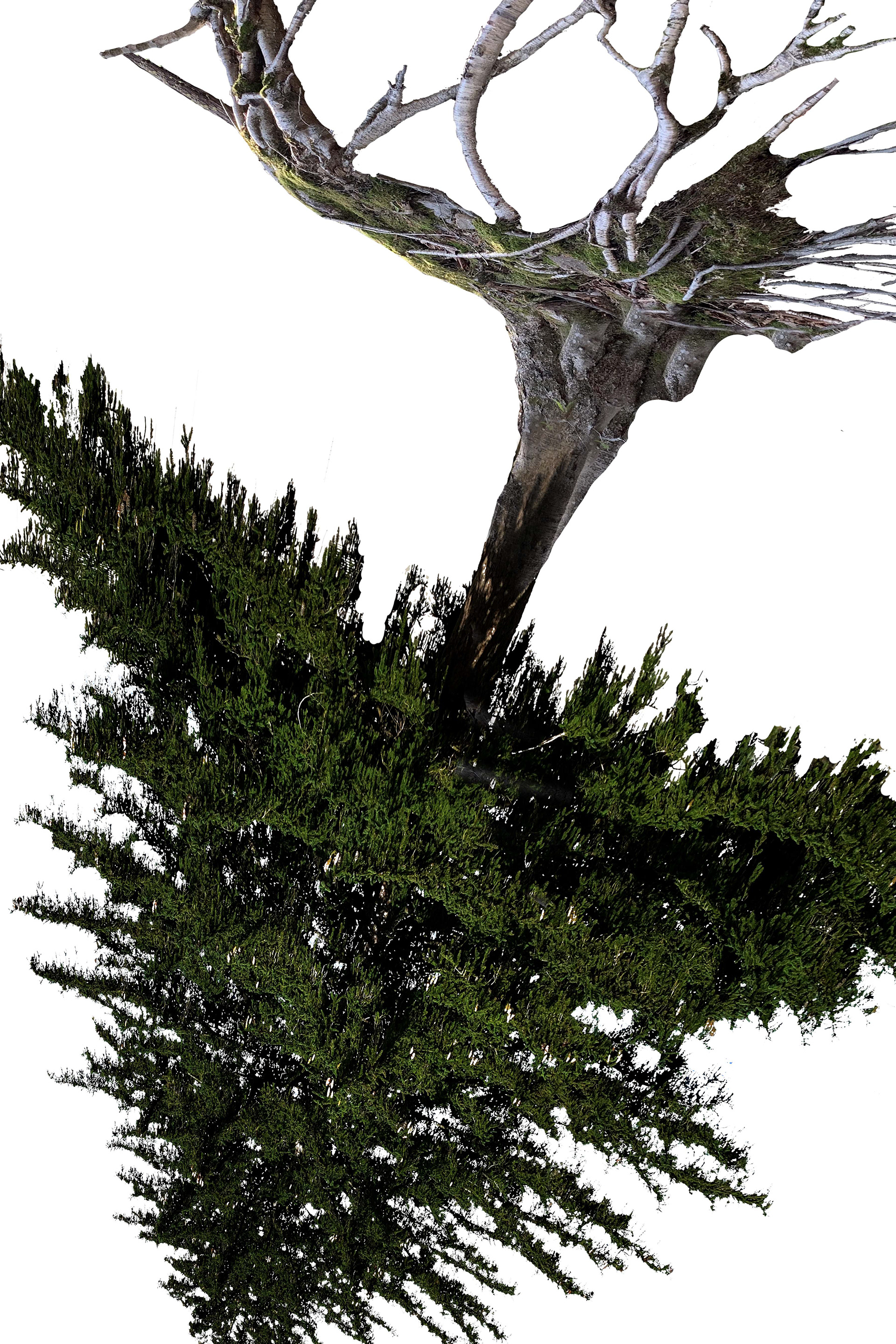 Upside Down Tree 8