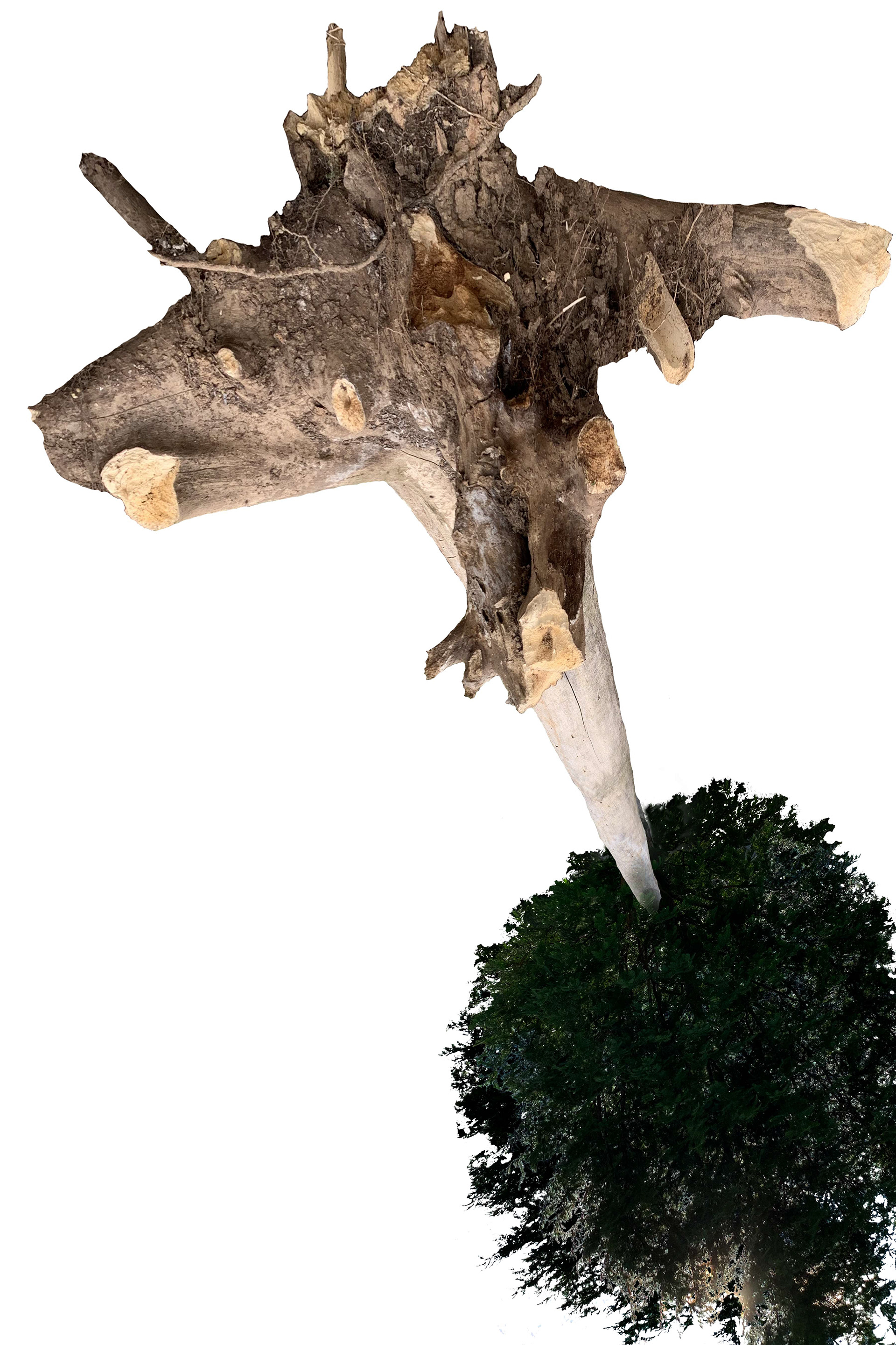 Upside Down Tree 7