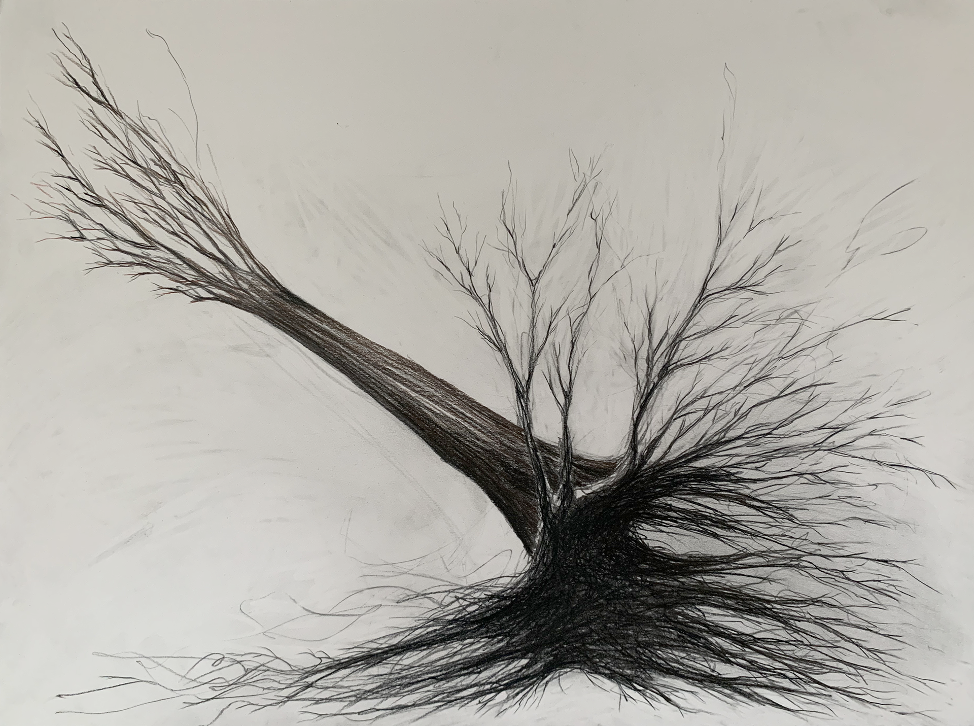 Tree Stump 1
