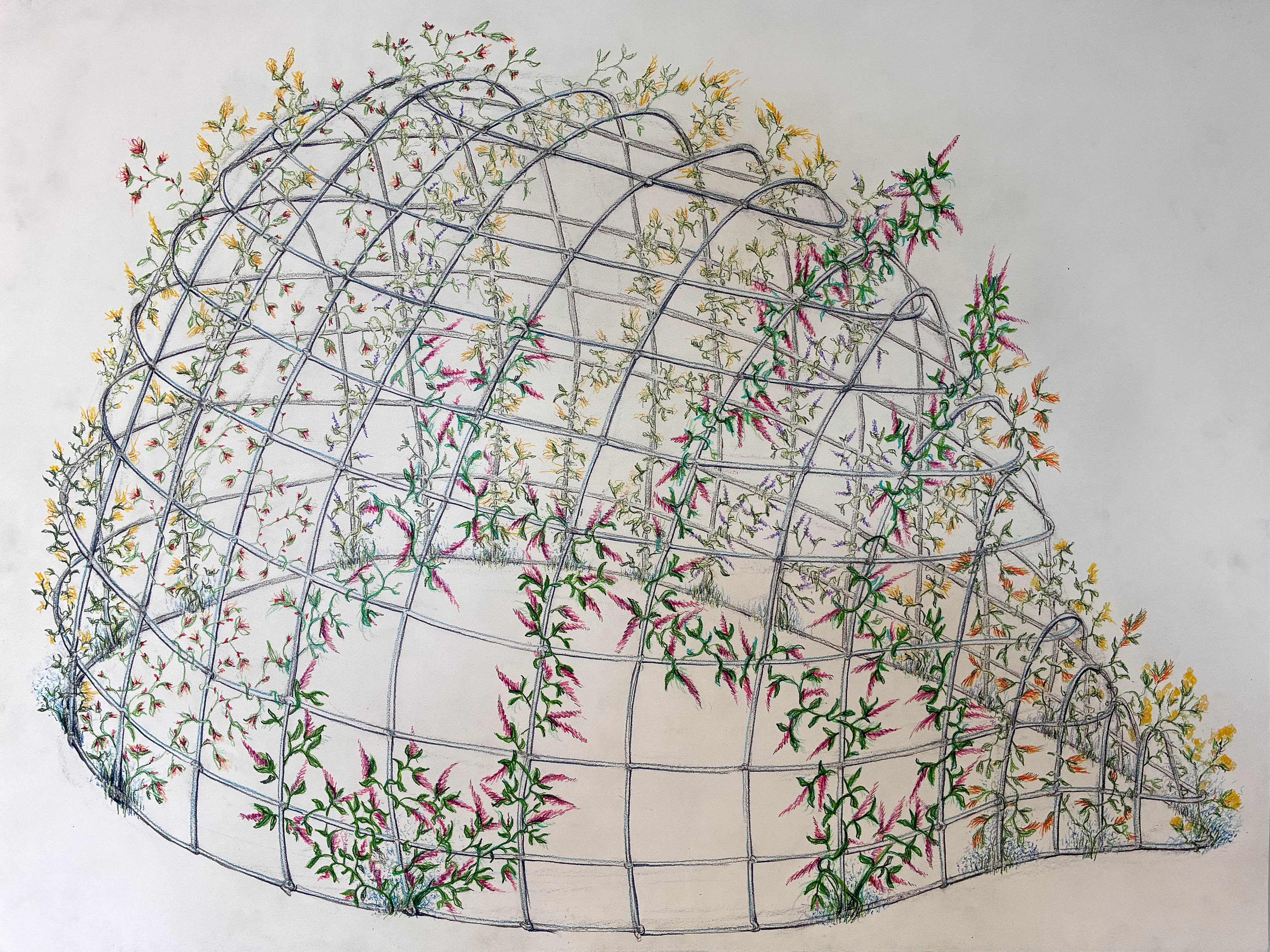 Trellis 2