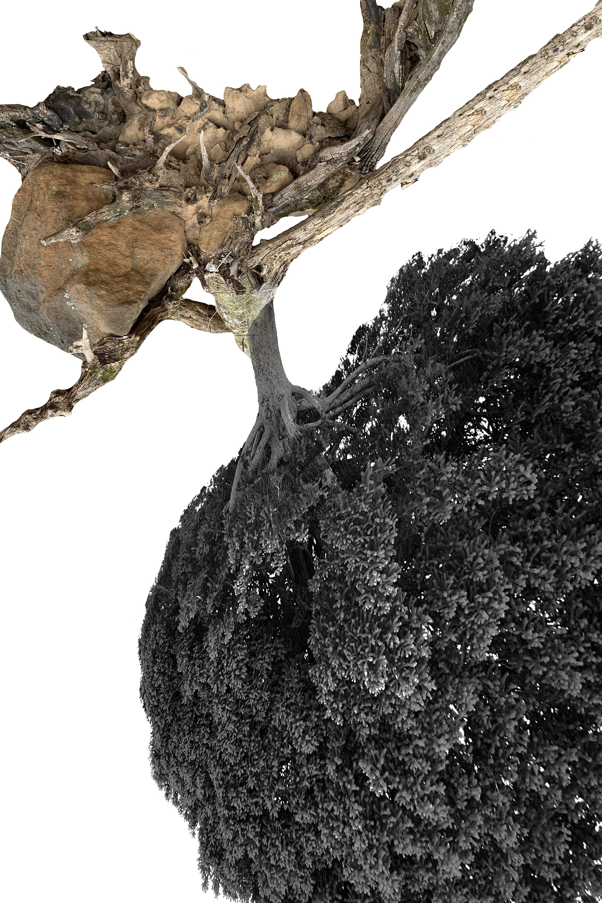 Upside Down Tree 1