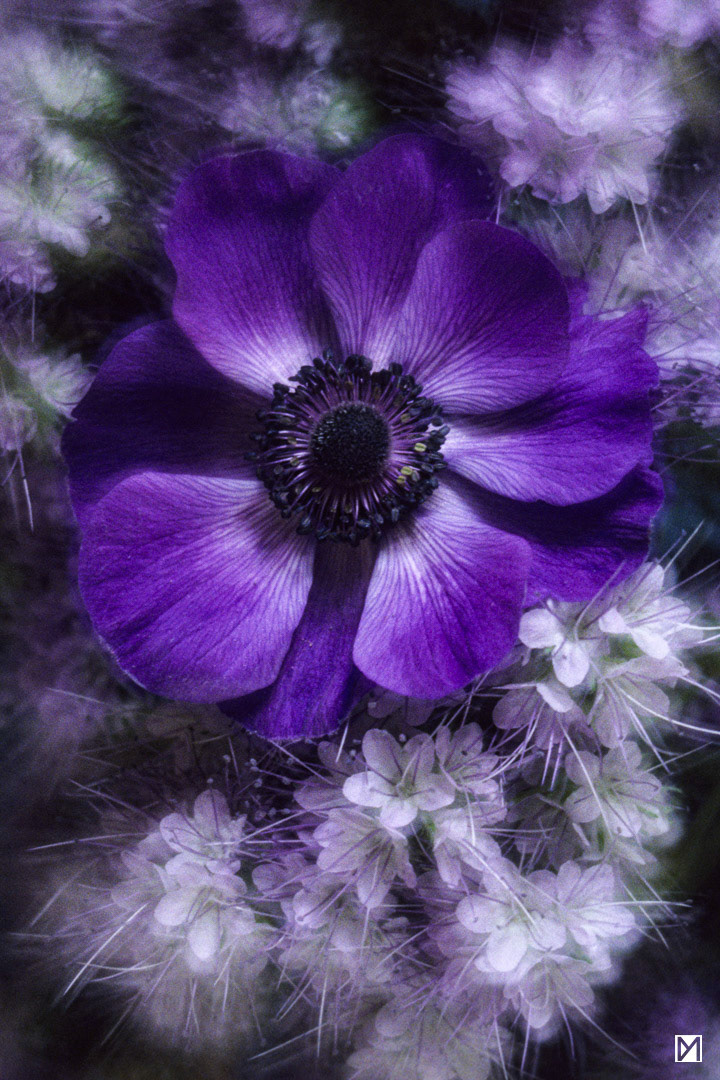 Anémone et aubépine © Yan Martin