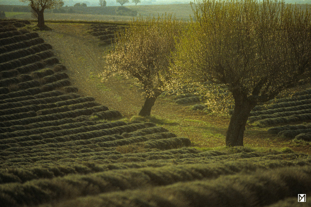 Provence © Yan Martin