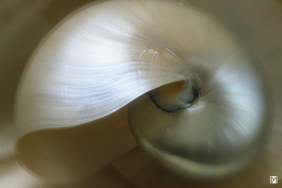 Nautilus © Yan Martin