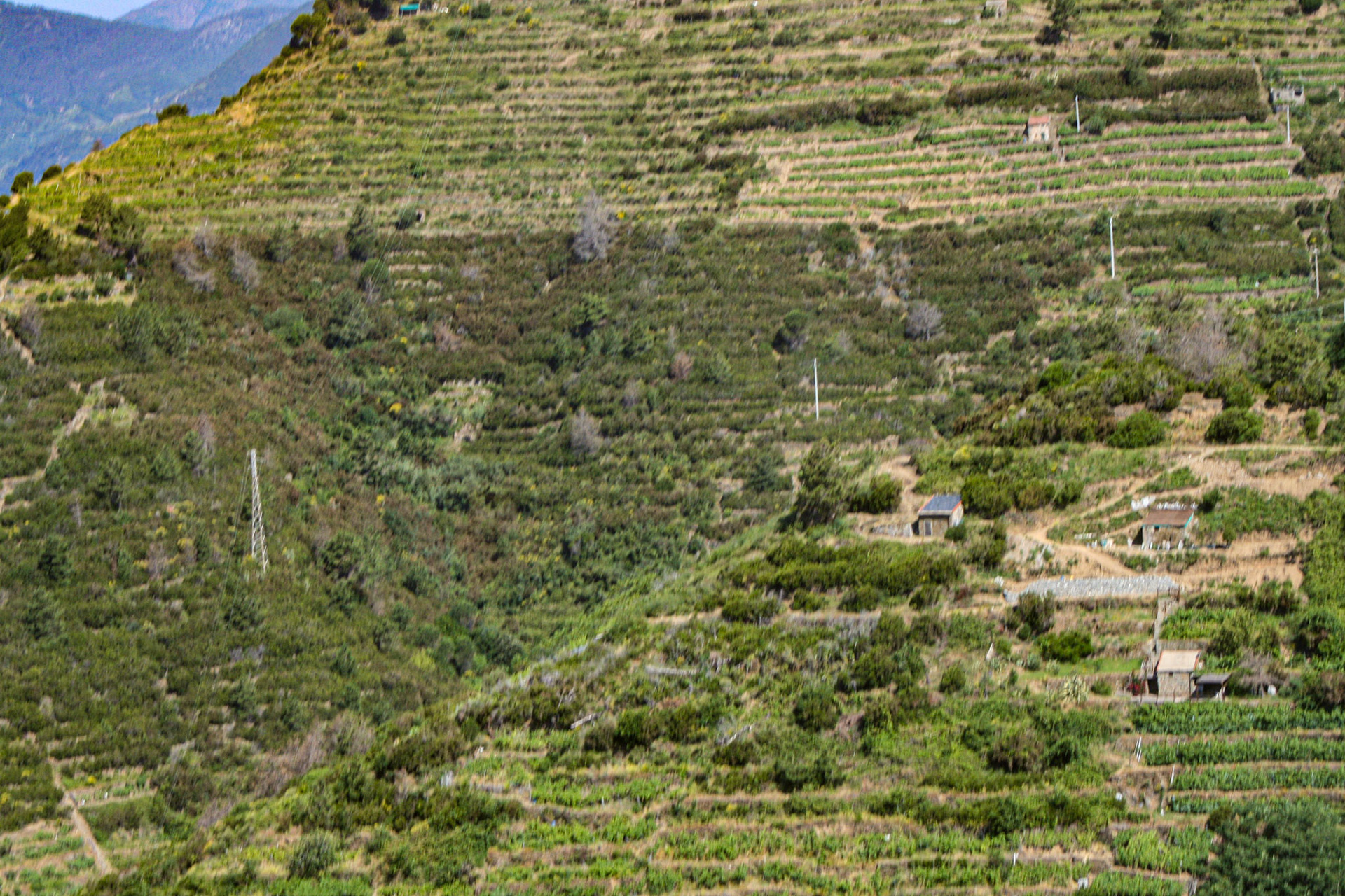 The extensive network of walking trails connecting the five villages of Cinque Terre (Five lands) pass through olive groves and terraced vineyards, with sweeping views of the vast expanse of the Mediterranean below. 