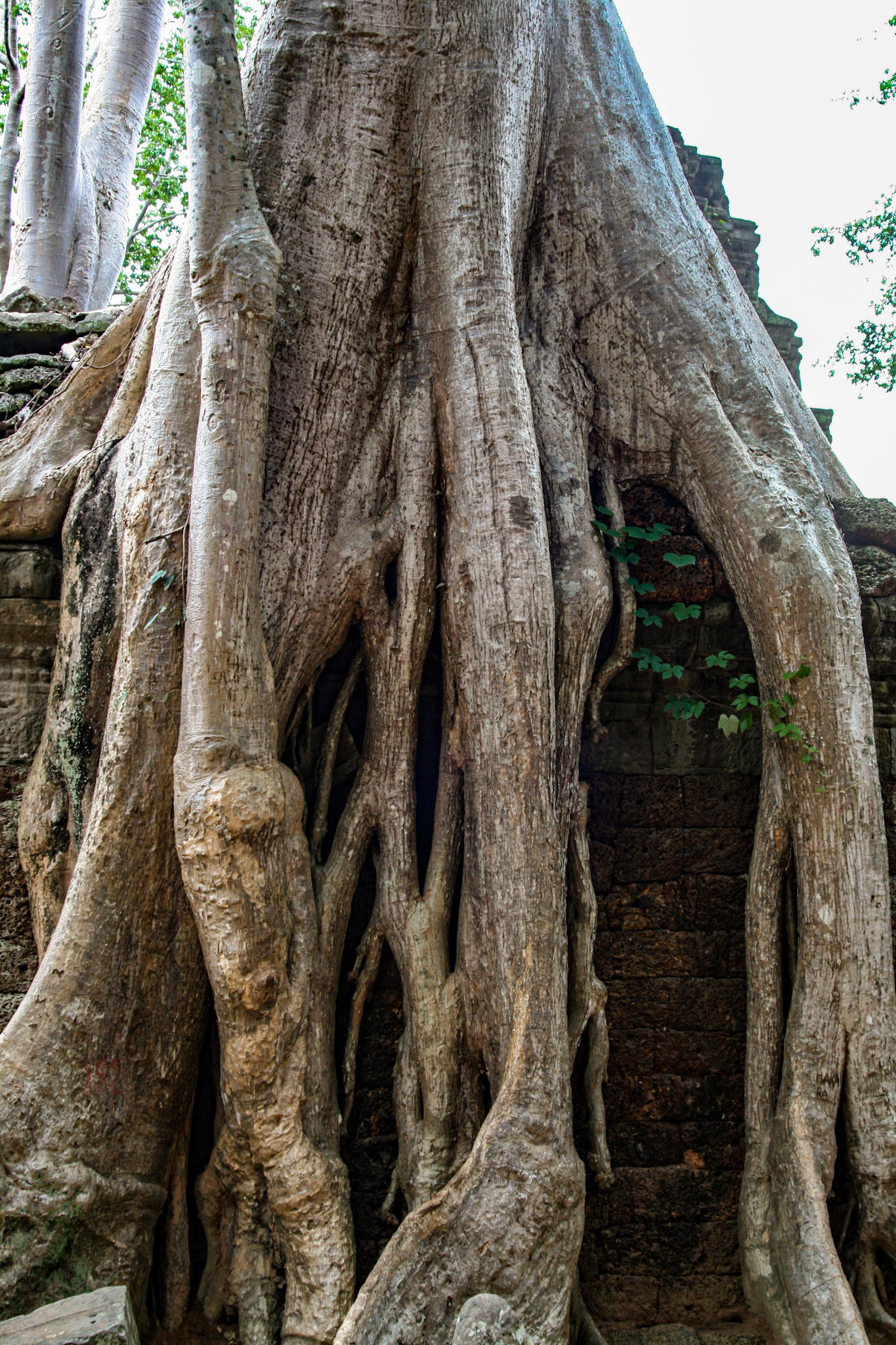 Ta Prohm Temple - Discovered deeply overgrown by jungle vegetation, some of the roots and trees have been left as they were found to maintain a picturesque “appearance of neglect.” 
