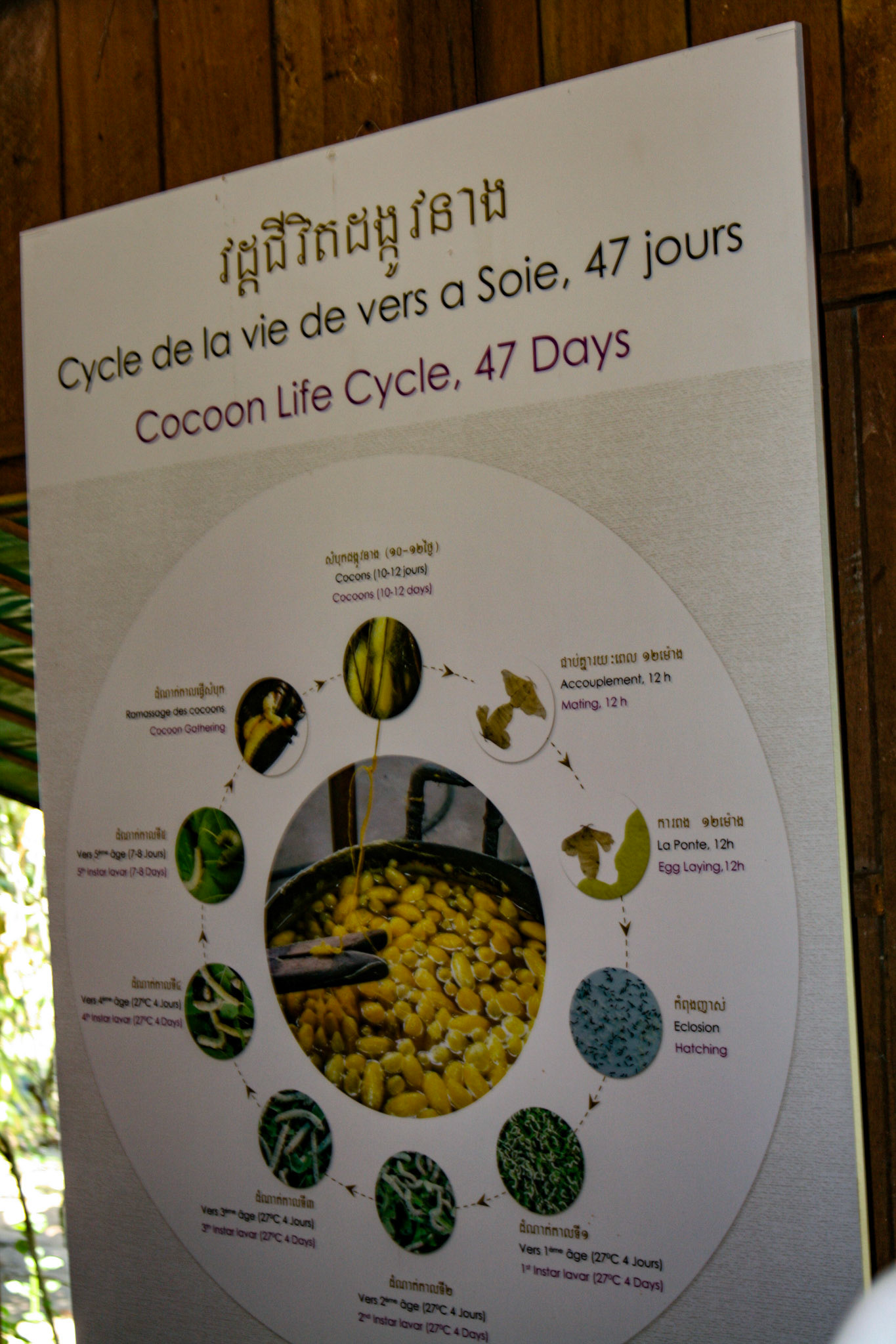 A silk worm factory.