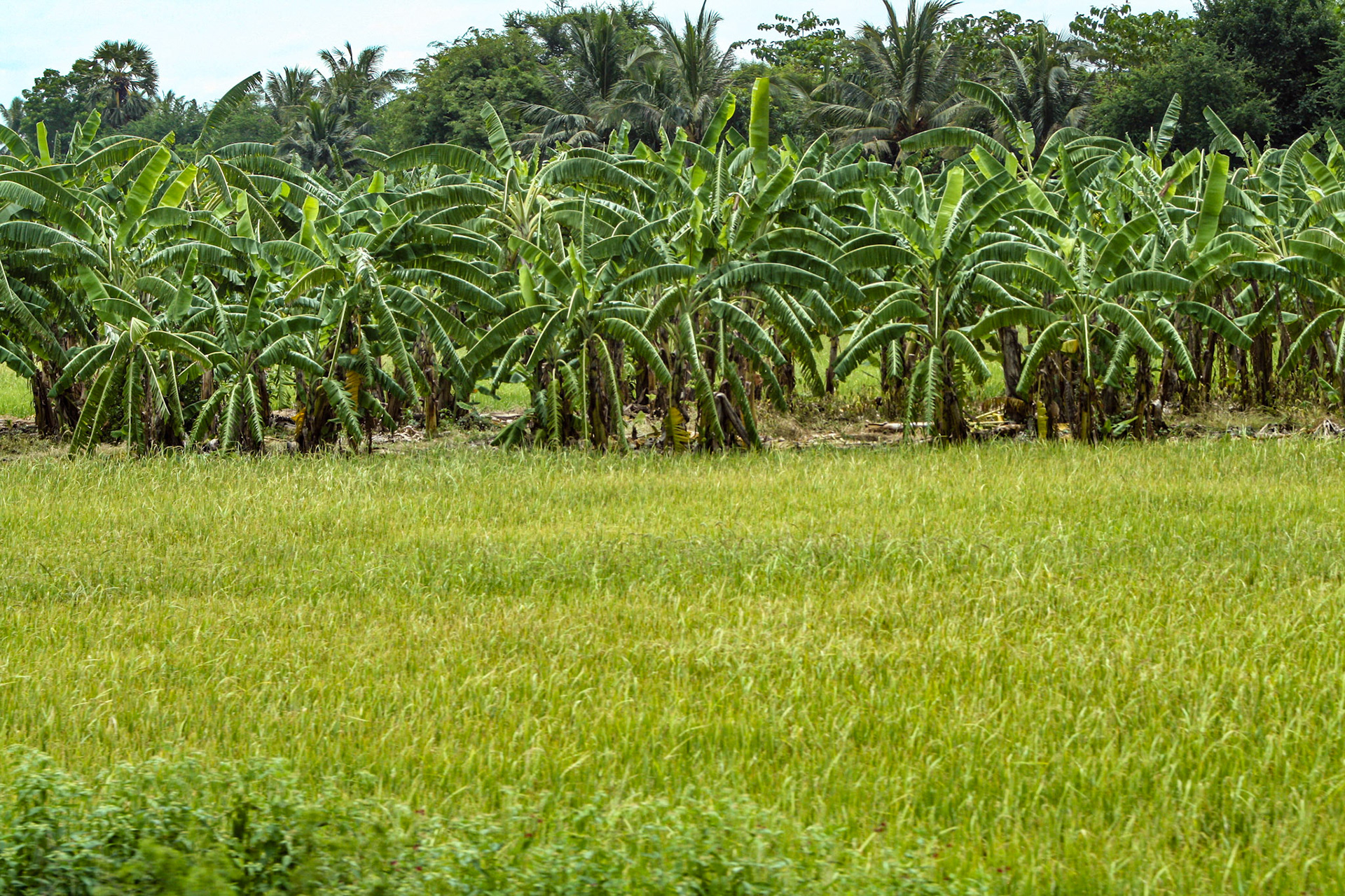 Rice paddy field.