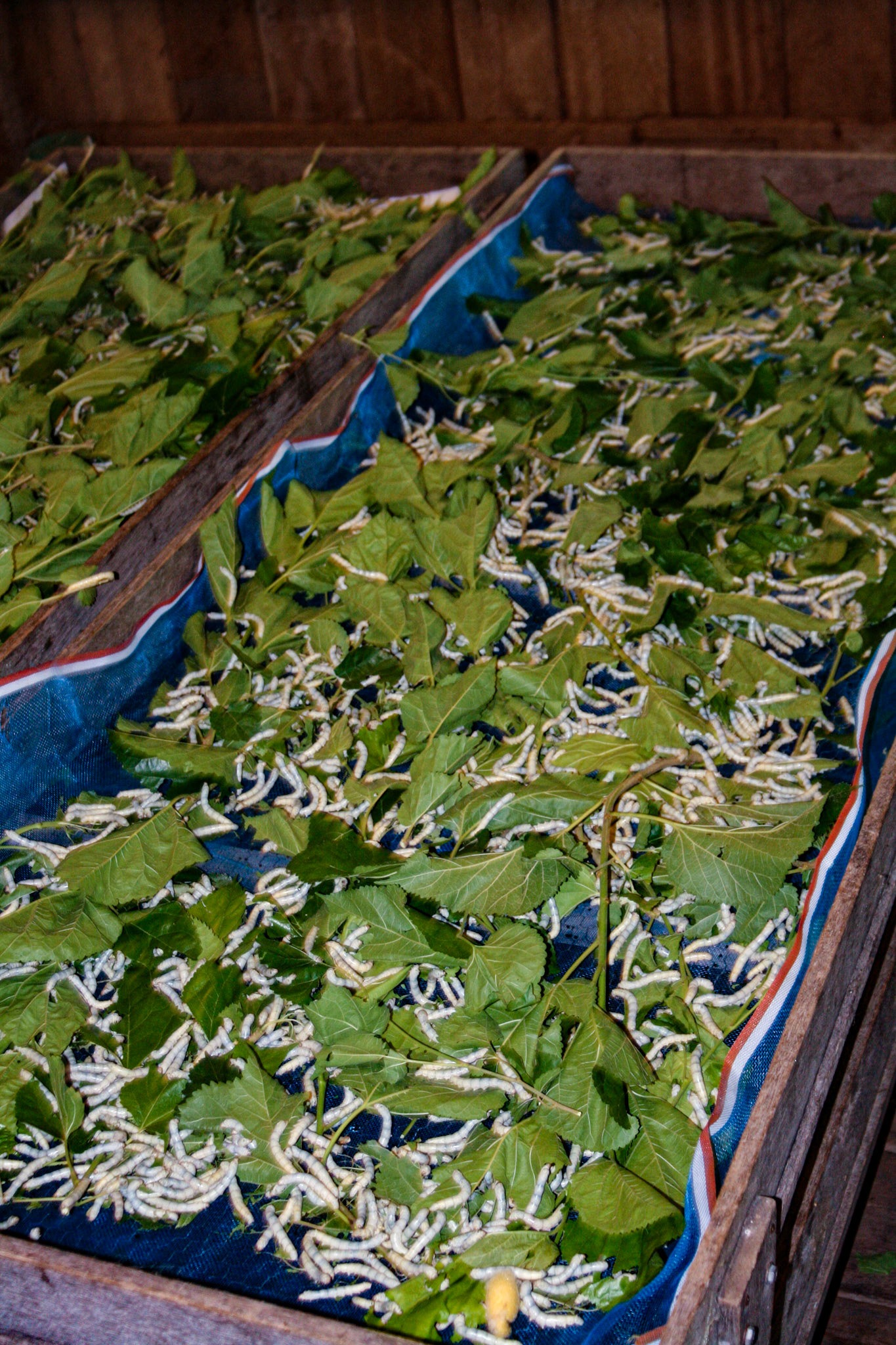 A silk worm factory. Caring for the larvae.