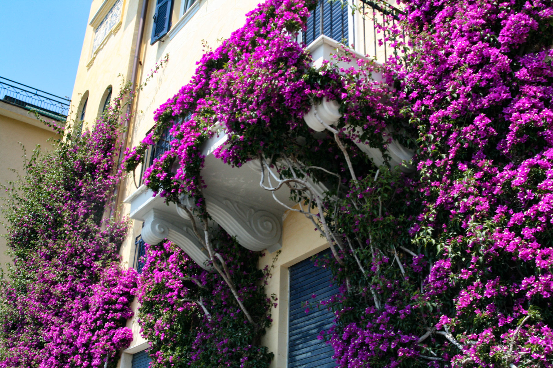 Beautiful Bougainvillea thrives in the Monterosso climate.