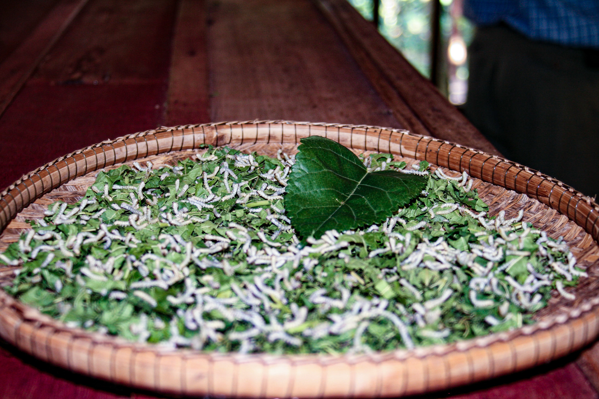 A silk worm factory.