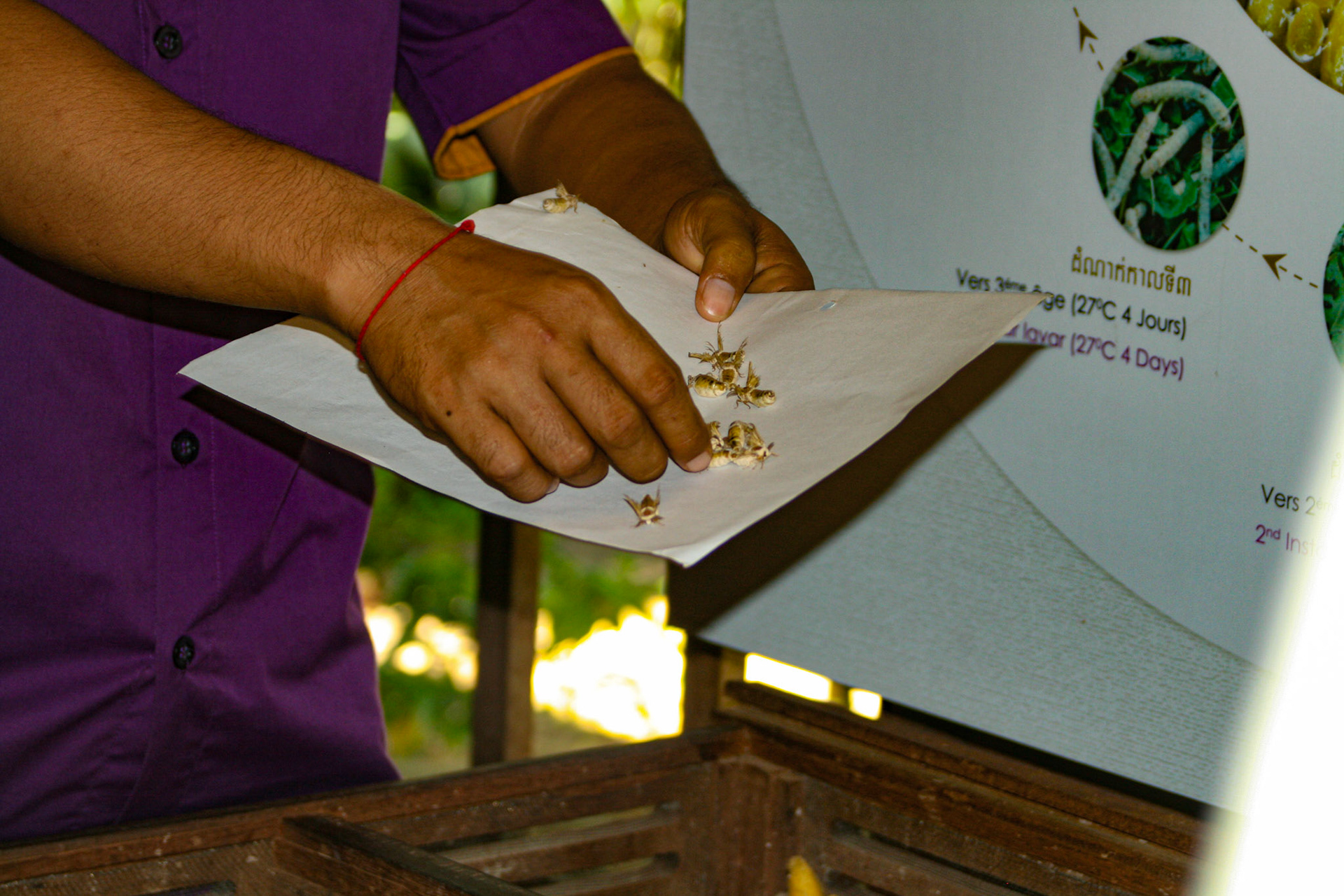 A silk worm factory.