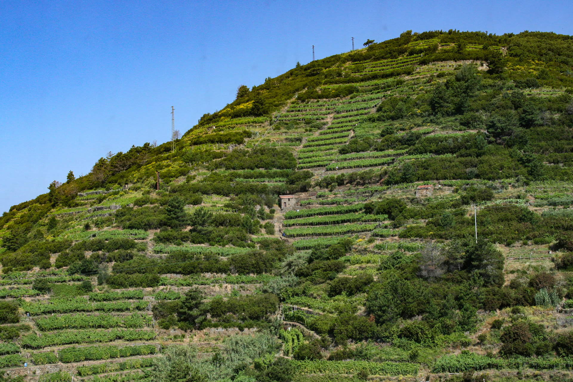 The extensive network of walking trails connecting the five villages of Cinque Terre (Five lands) pass through olive groves and terraced vineyards, with sweeping views of the vast expanse of the Mediterranean below. 