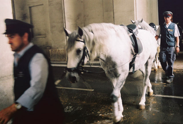 Lipizzaner Stallions or Lipizzan as they are sometimes be called are synonymous with the Spanish Riding School in Vienna, which is one of the elite riding schools in the world and a must visit when in Vienna. 