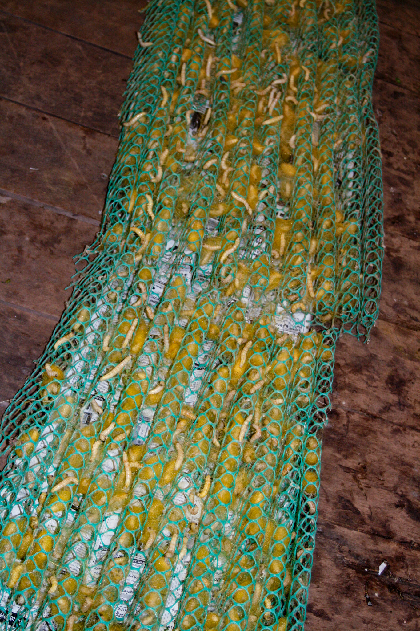 A silk worm factory. Preparing for cocoon stage.